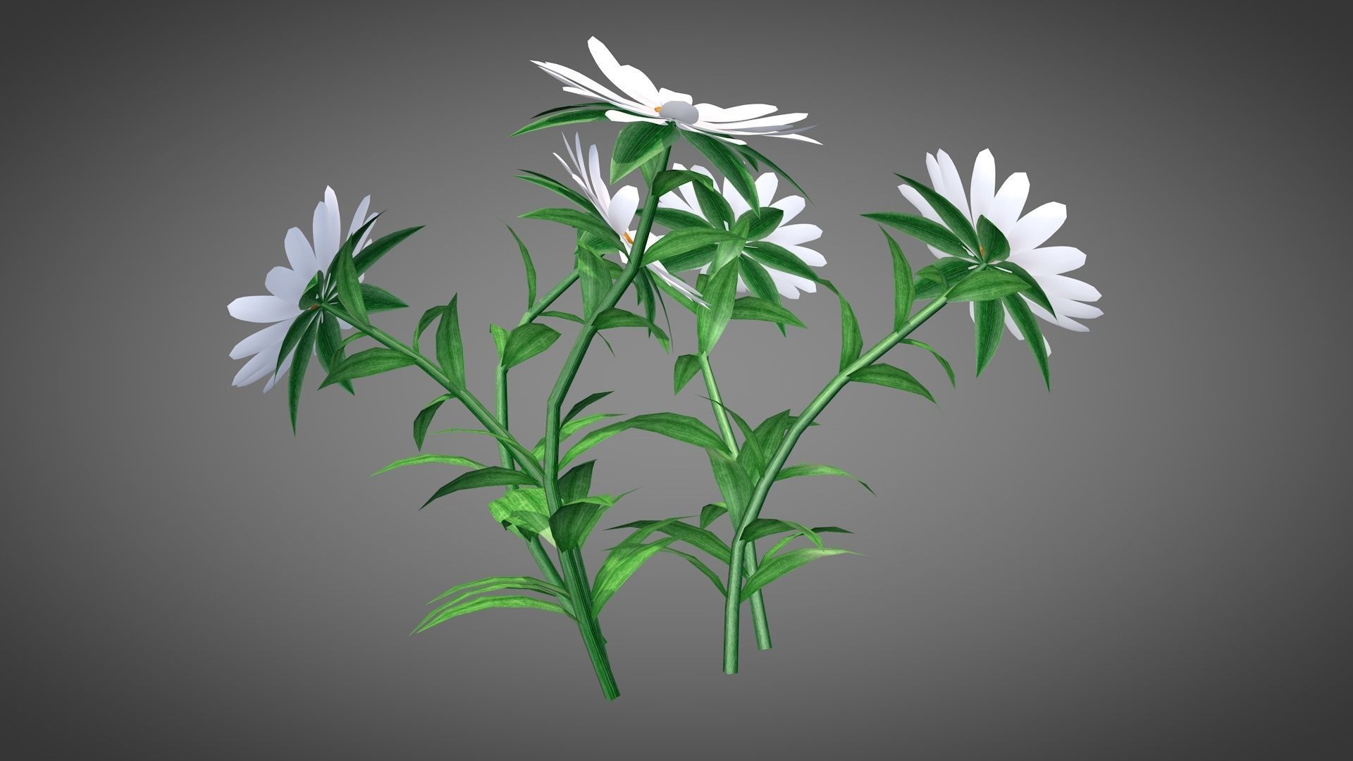 White Chamomiles Flowers  Low poly  Game ready Low-poly 3D model_9