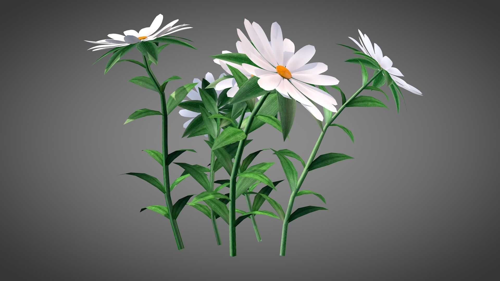 White Chamomiles Flowers  Low poly  Game ready Low-poly 3D model_2