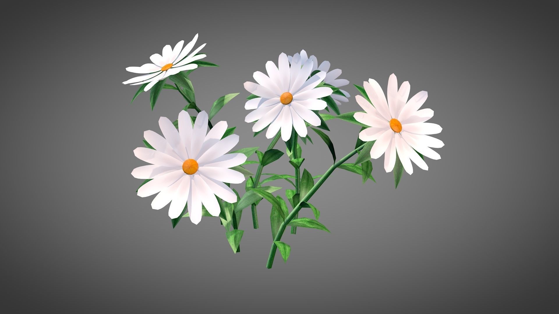 White Chamomiles Flowers  Low poly  Game ready Low-poly 3D model_8