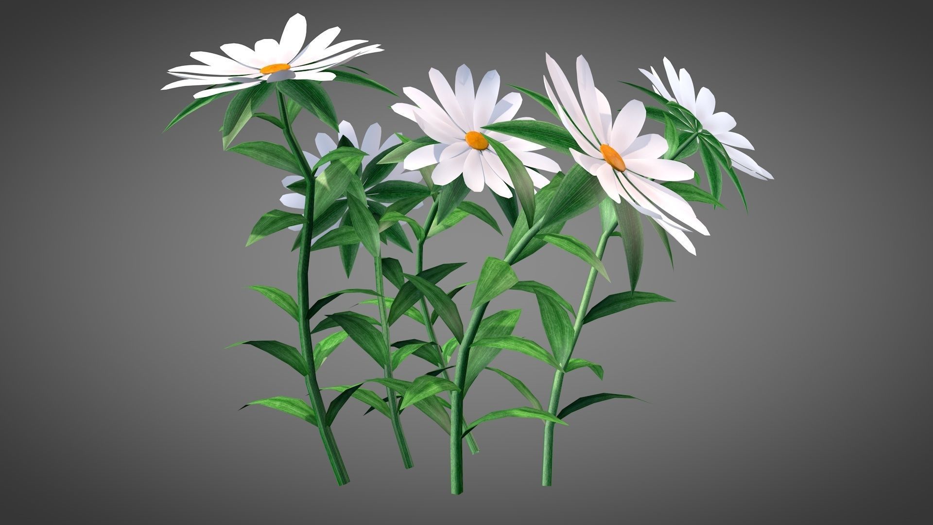 White Chamomiles Flowers  Low poly  Game ready Low-poly 3D model_4