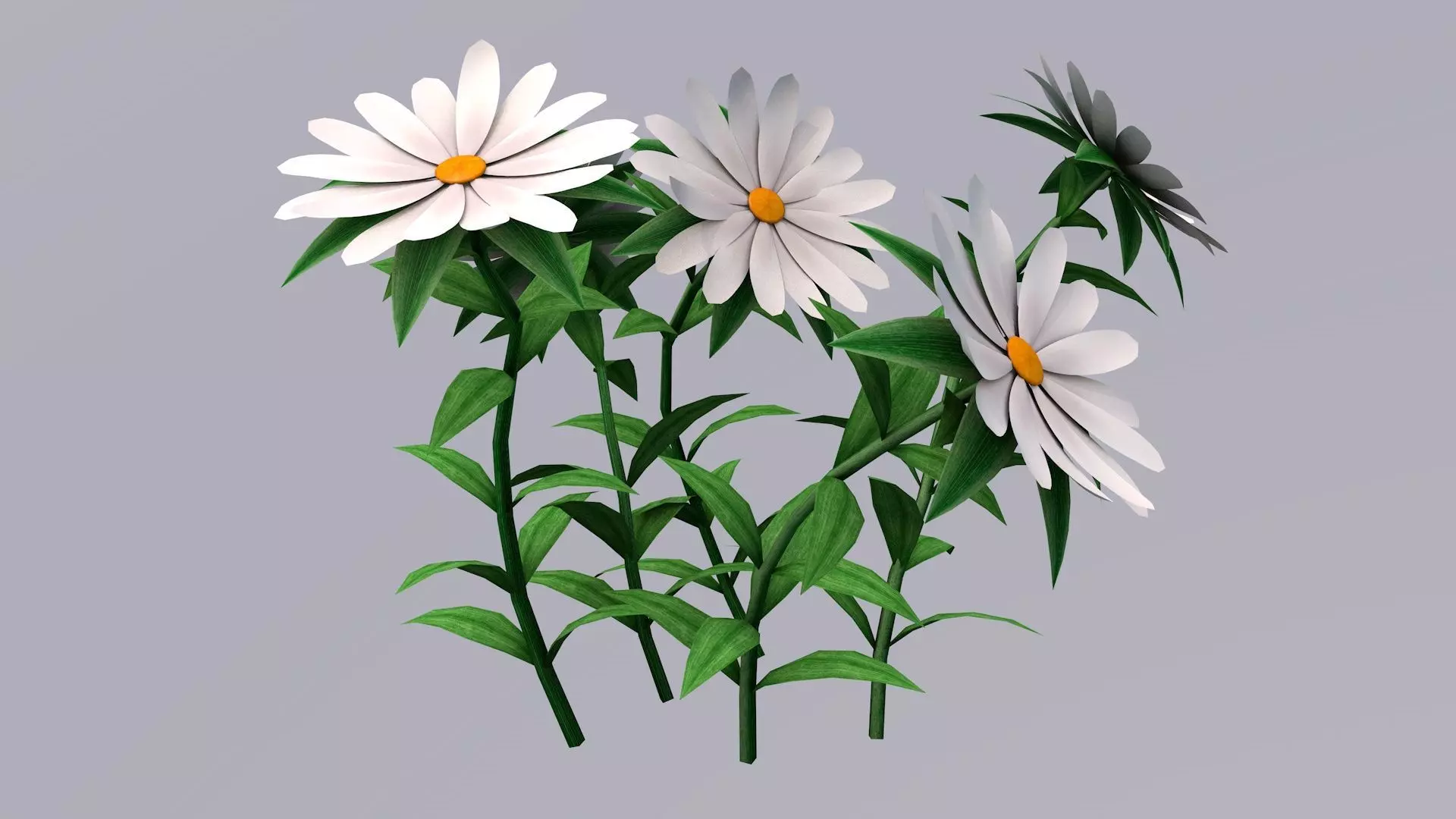 White Chamomiles Flowers  Low poly  Game ready Low-poly 3D model_0