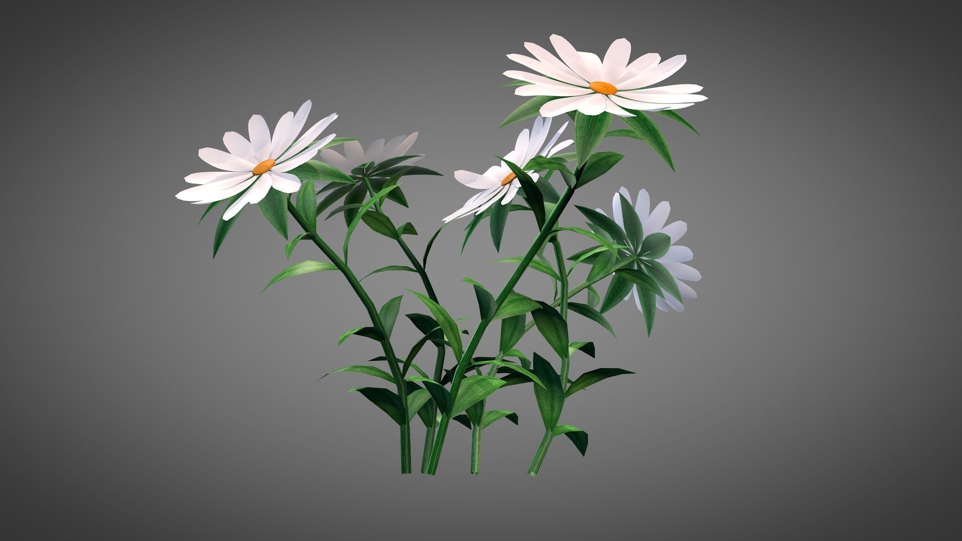 White Chamomiles Flowers  Low poly  Game ready Low-poly 3D model_3
