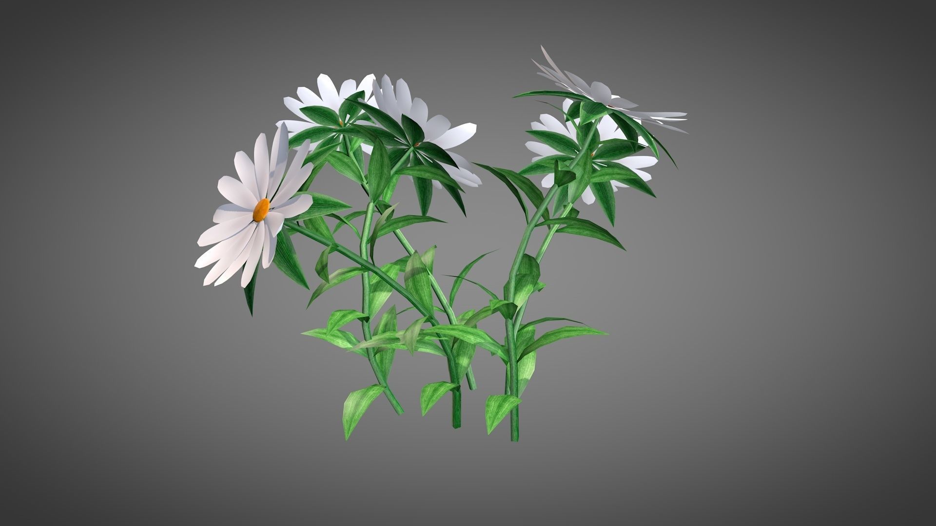 White Chamomiles Flowers  Low poly  Game ready Low-poly 3D model_5