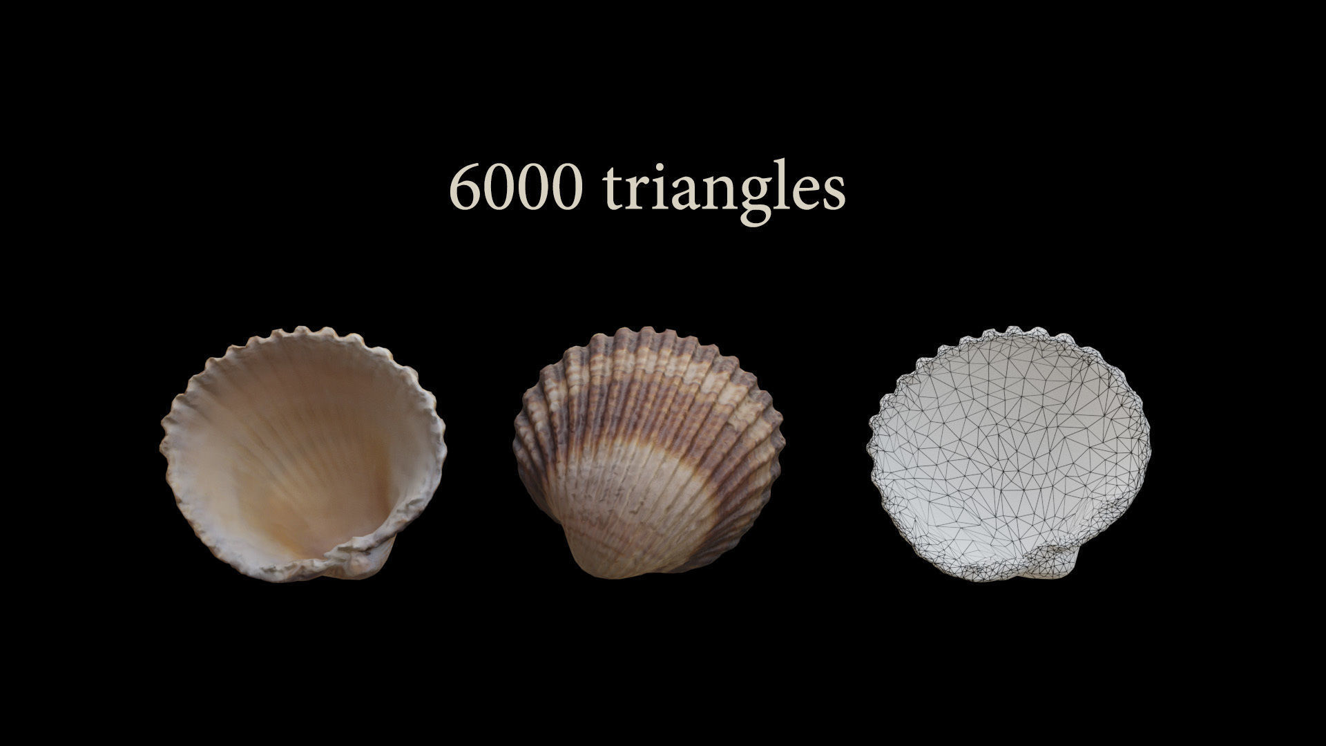 Sea shells collection Vol 2 Low-poly 3D model_6