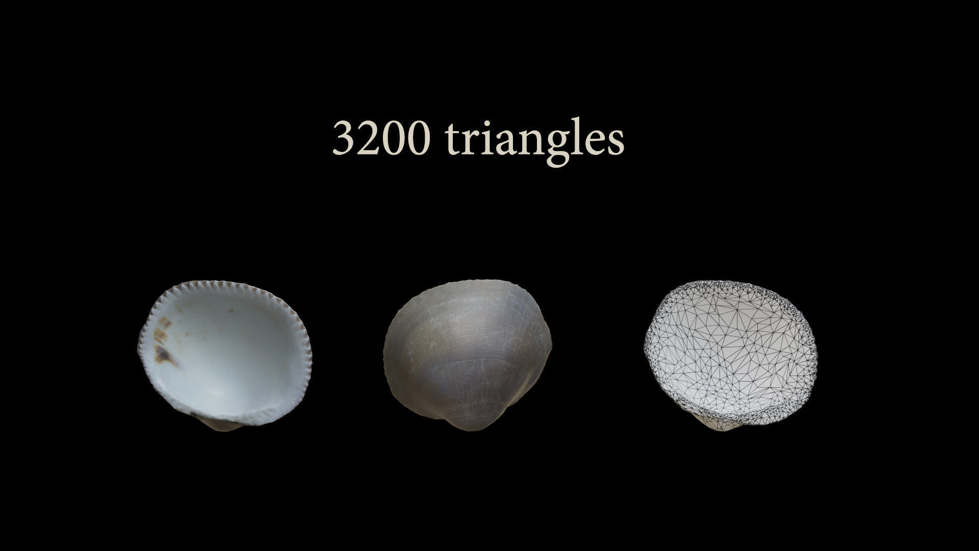 Sea shells collection Vol 2 Low-poly 3D model_11