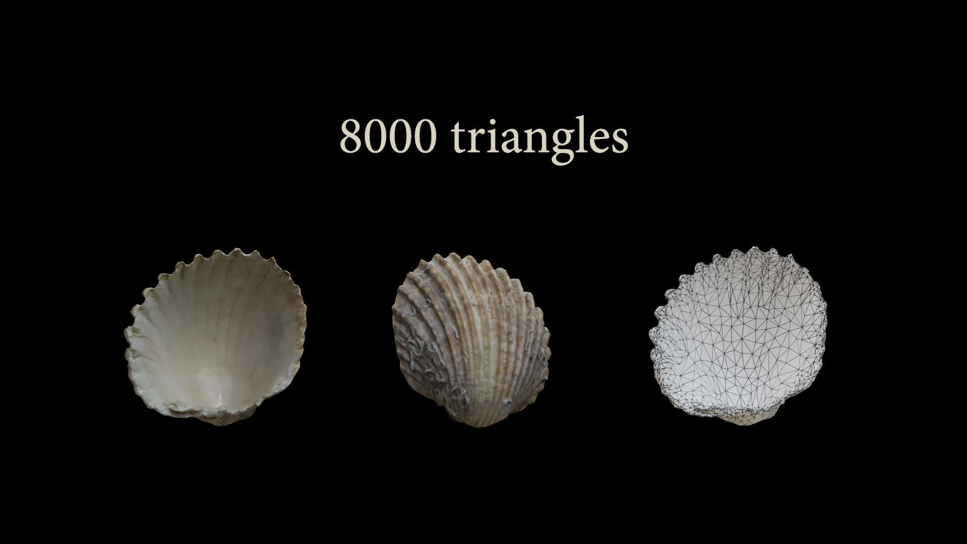 Sea shells collection Vol 2 Low-poly 3D model_10