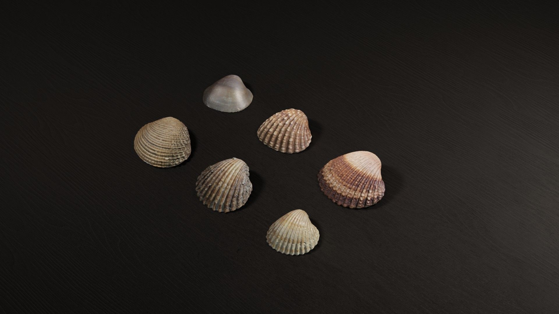 Sea shells collection Vol 2 Low-poly 3D model_3