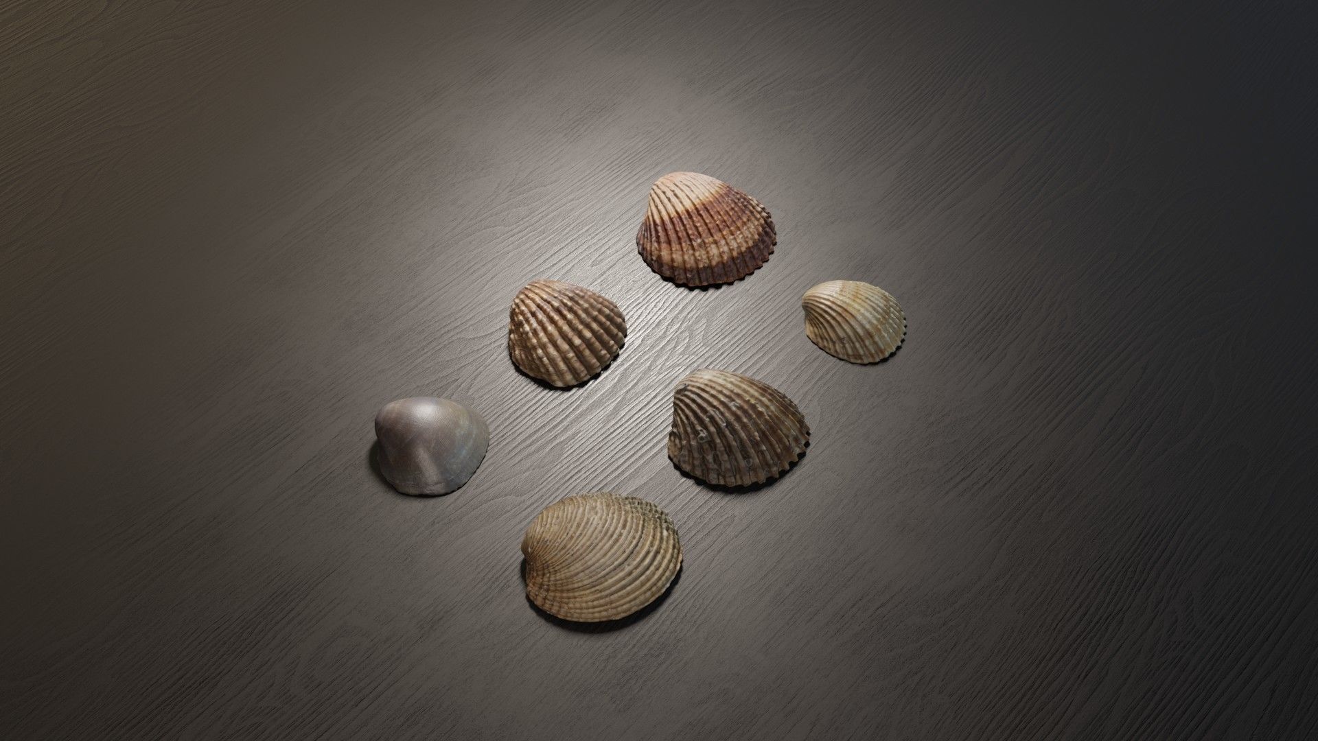 Sea shells collection Vol 2 Low-poly 3D model_2