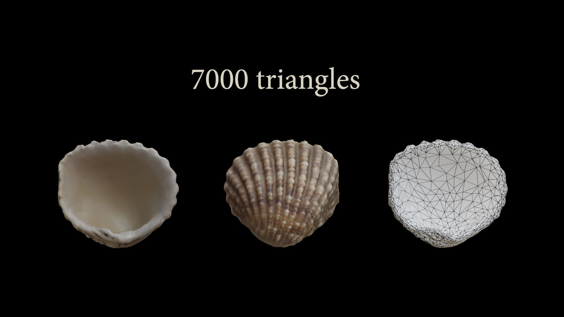Sea shells collection Vol 2 Low-poly 3D model_7