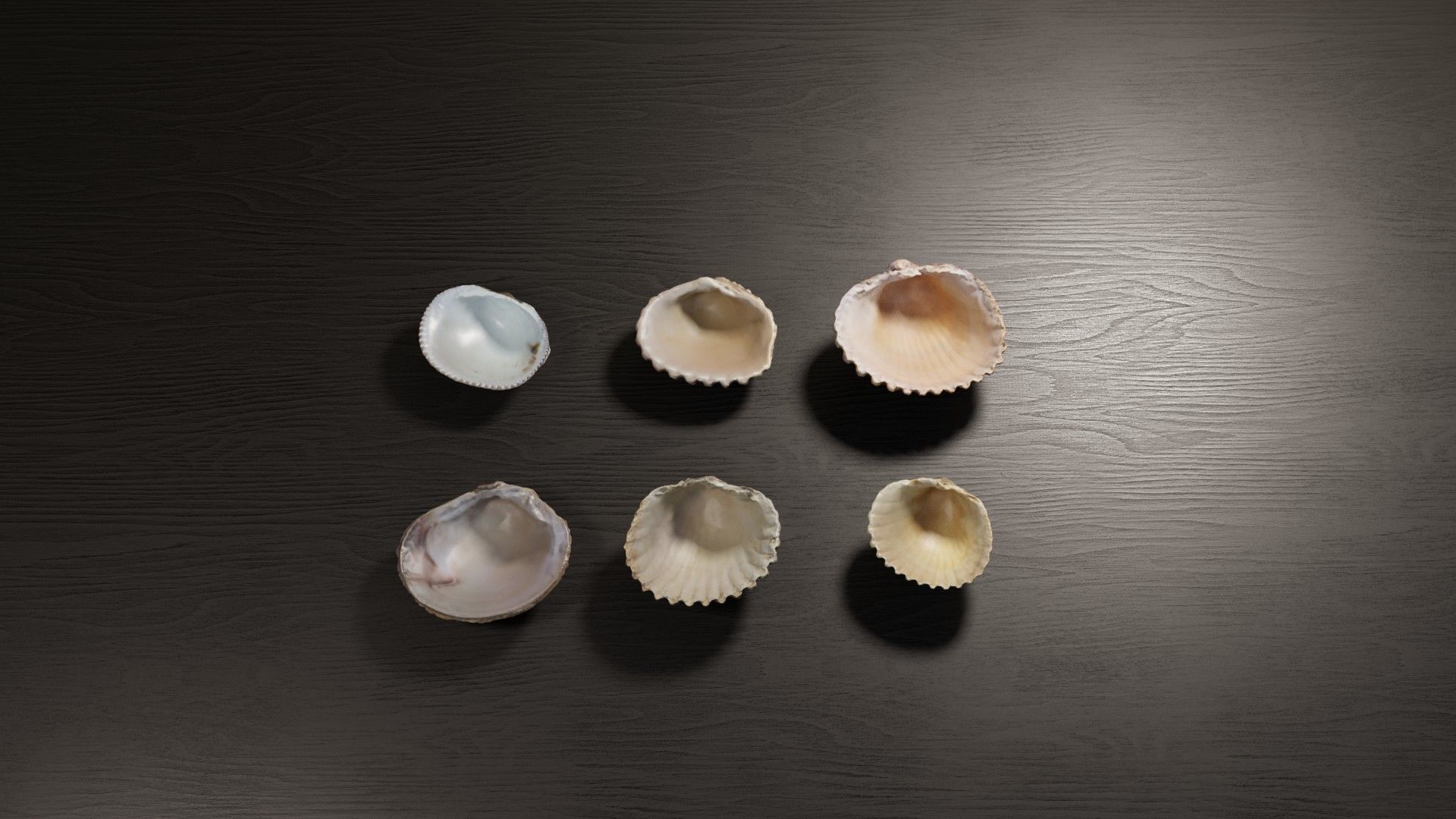 Sea shells collection Vol 2 Low-poly 3D model_4