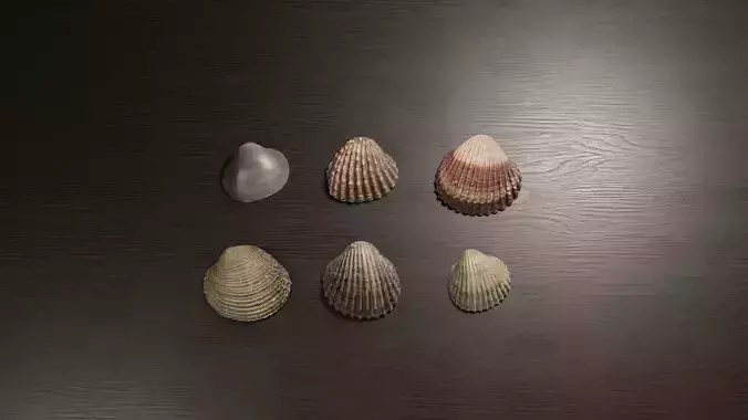 Sea shells collection Vol 2 Low-poly 3D model