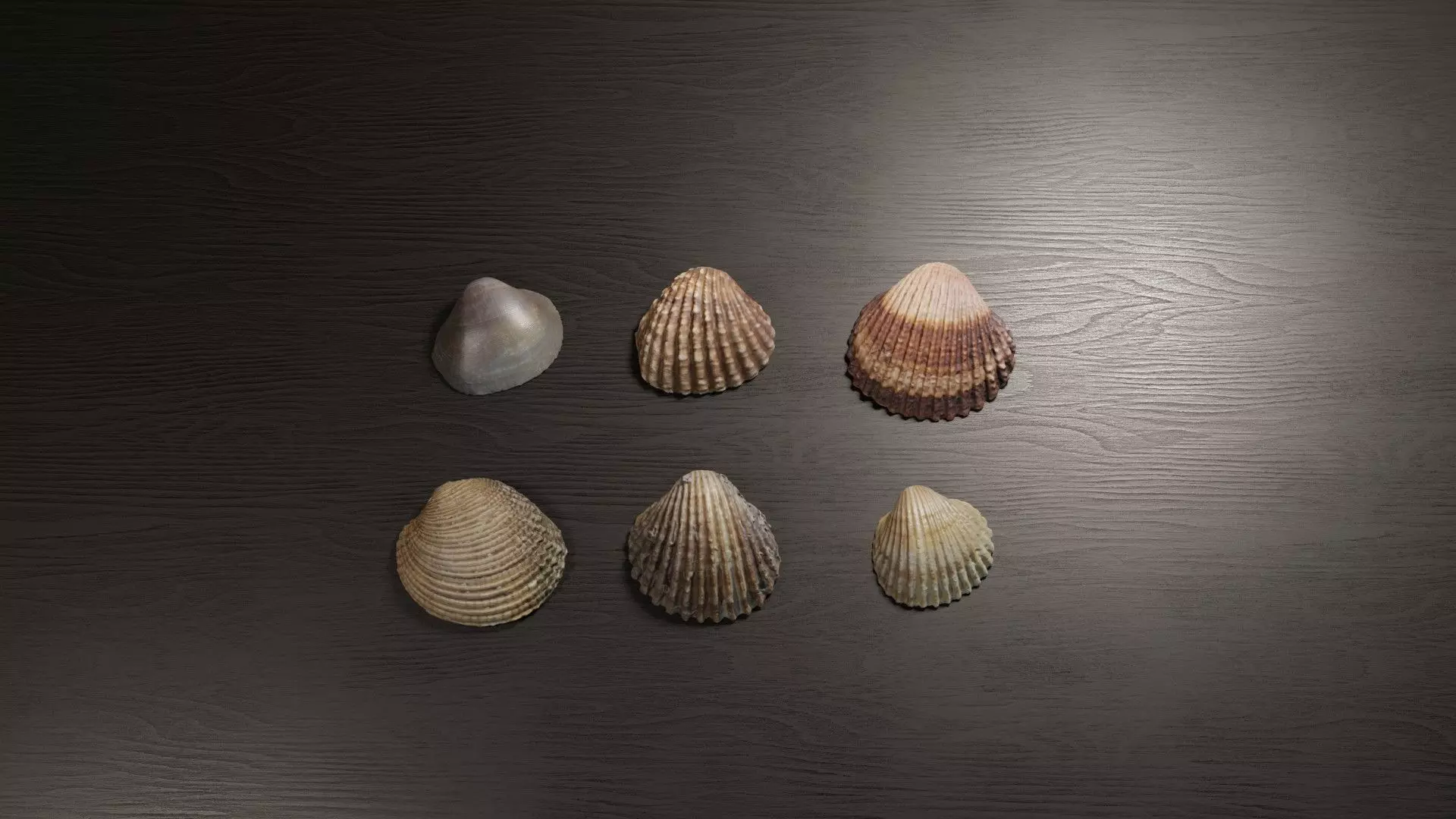 Sea shells collection Vol 2 Low-poly 3D model_0