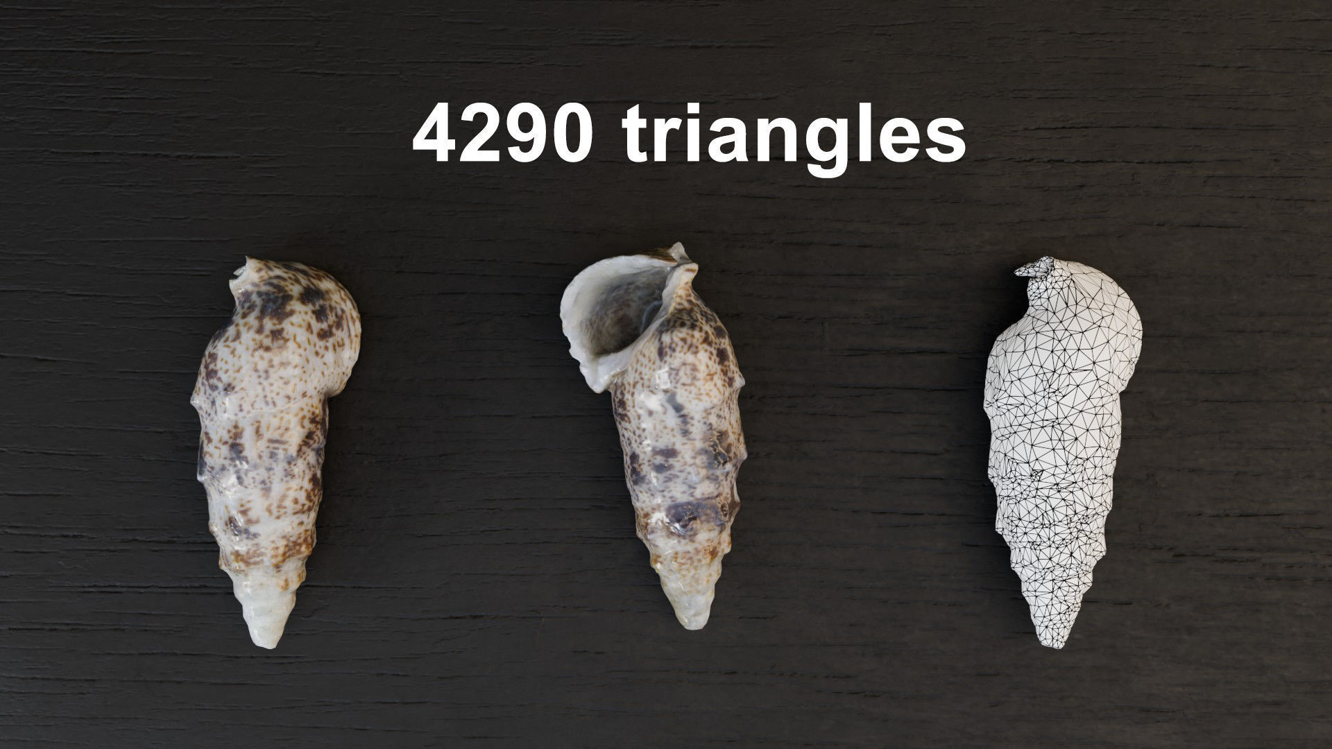 Sea shells Collection Bundle _24