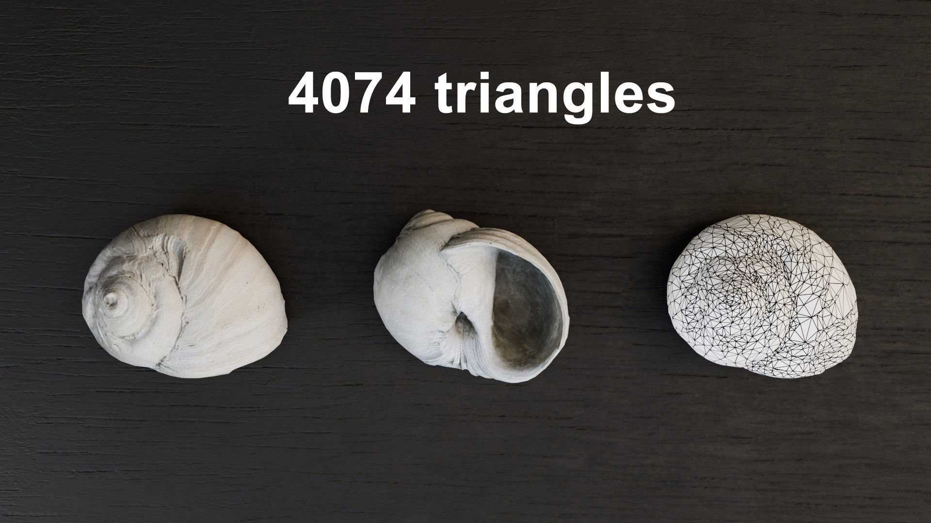 Sea shells Collection Bundle _22