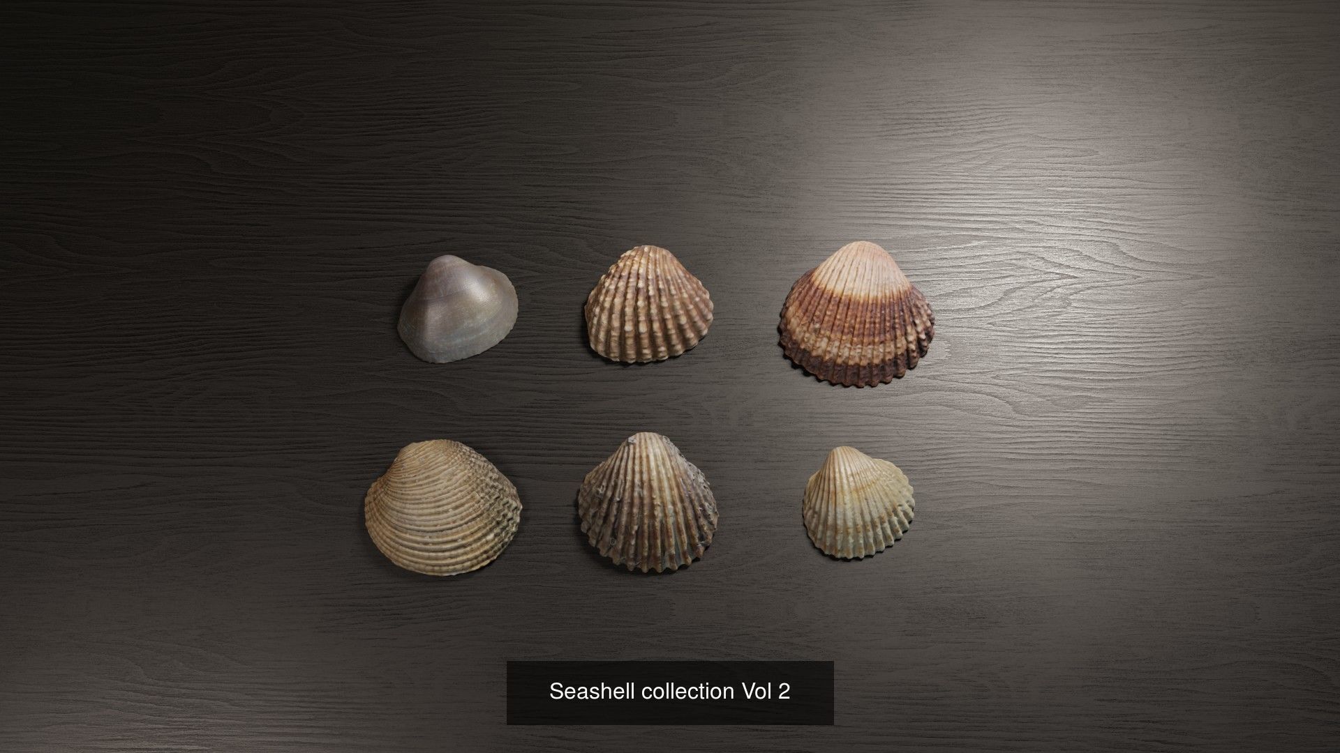 Sea shells Collection Bundle _6