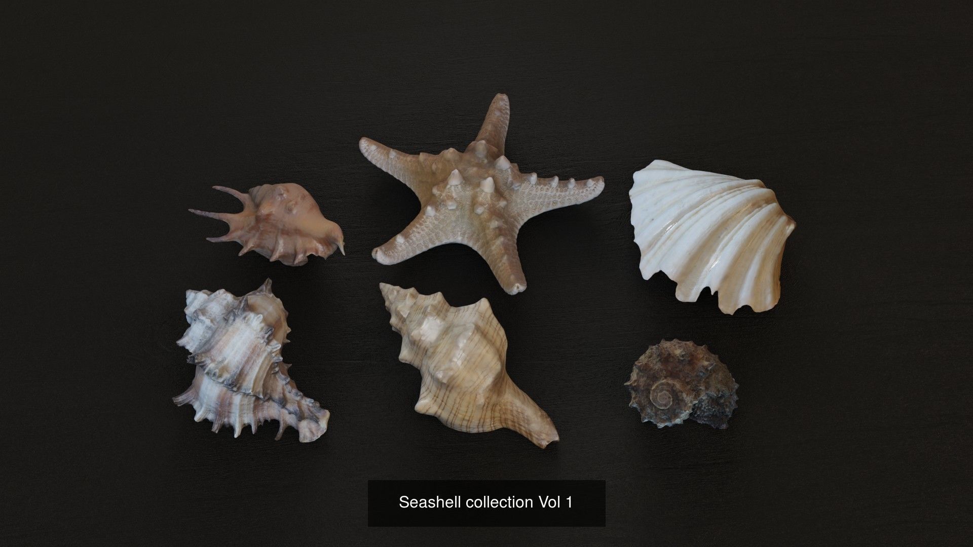 Sea shells Collection Bundle _5