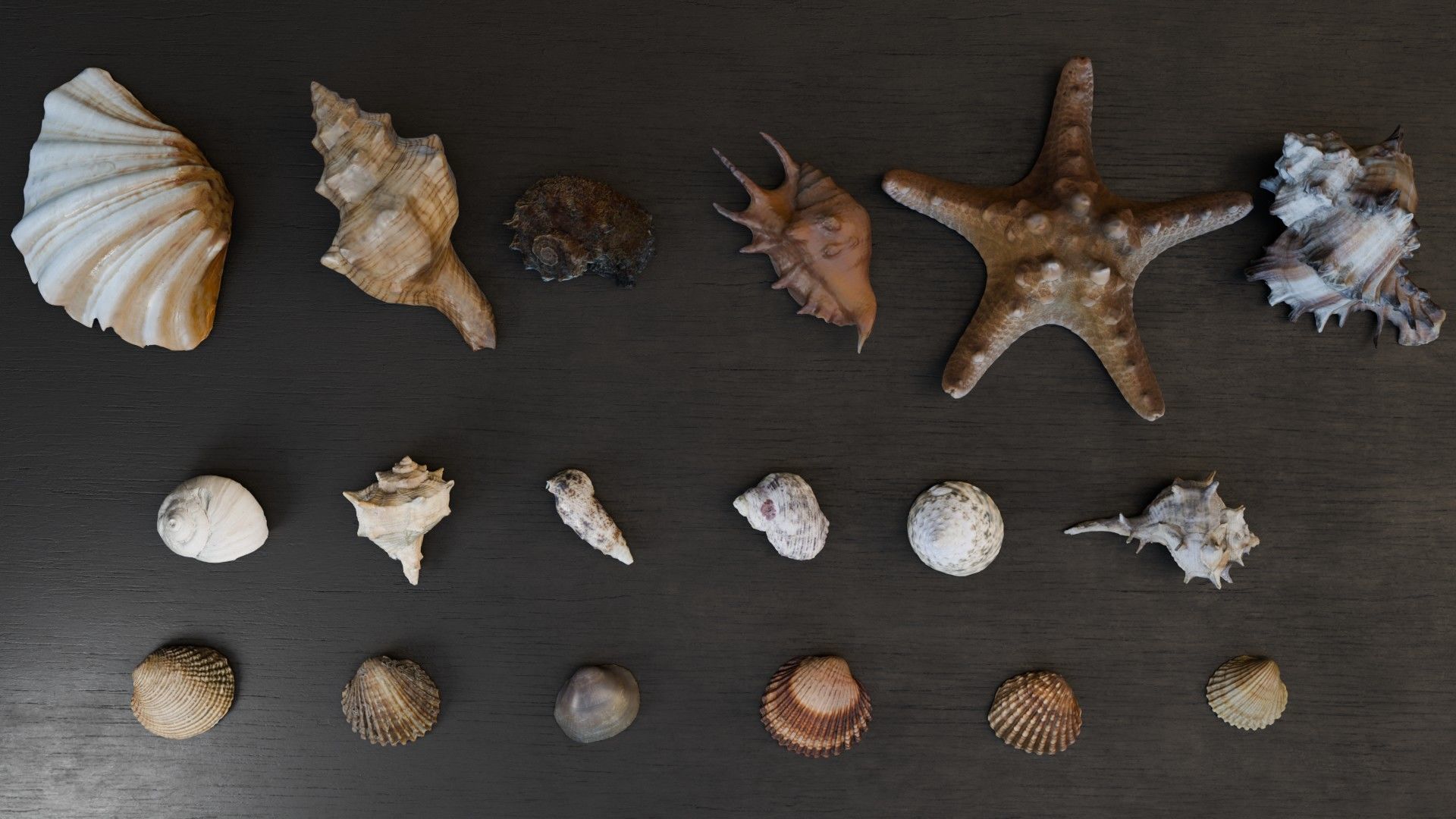 Sea shells Collection Bundle _7