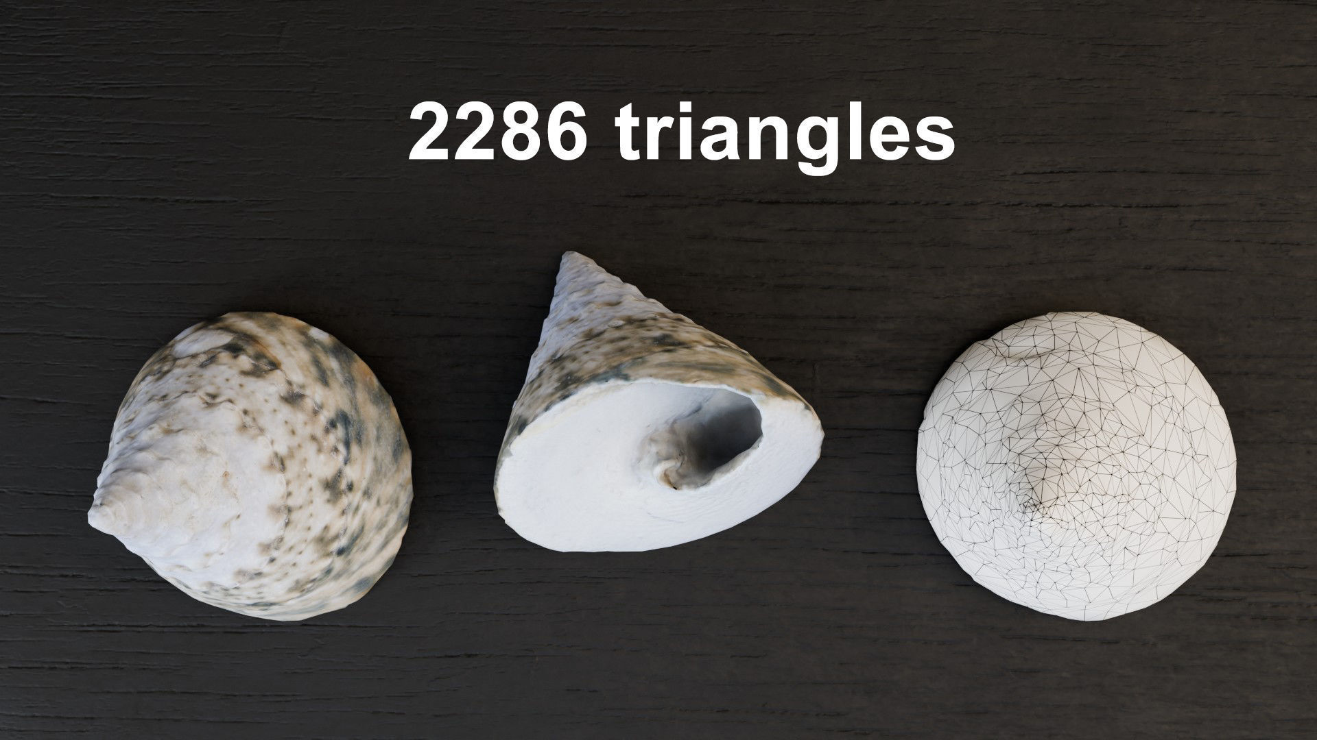 Sea shells Collection Bundle _26