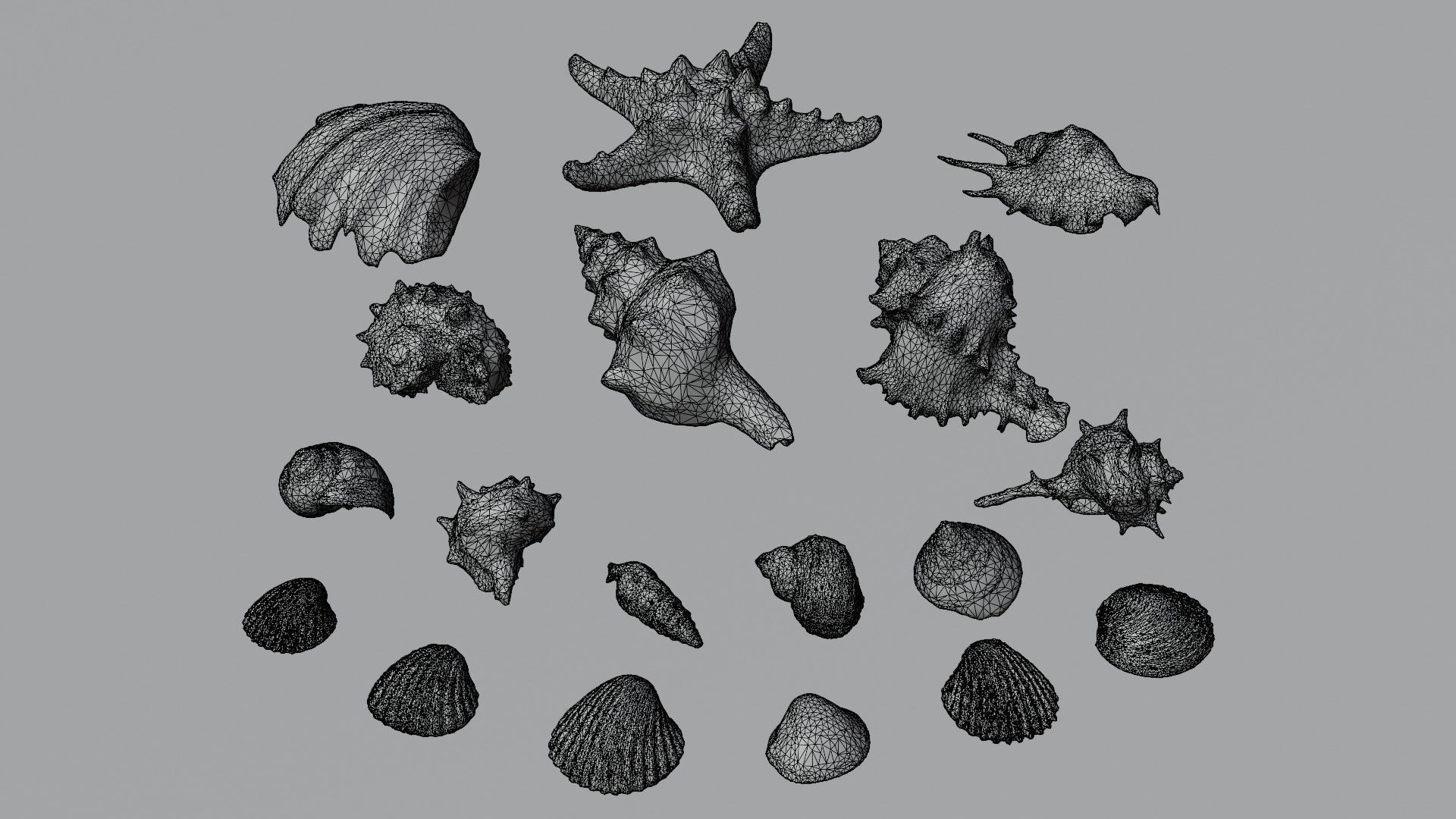 Sea shells Collection Bundle _8