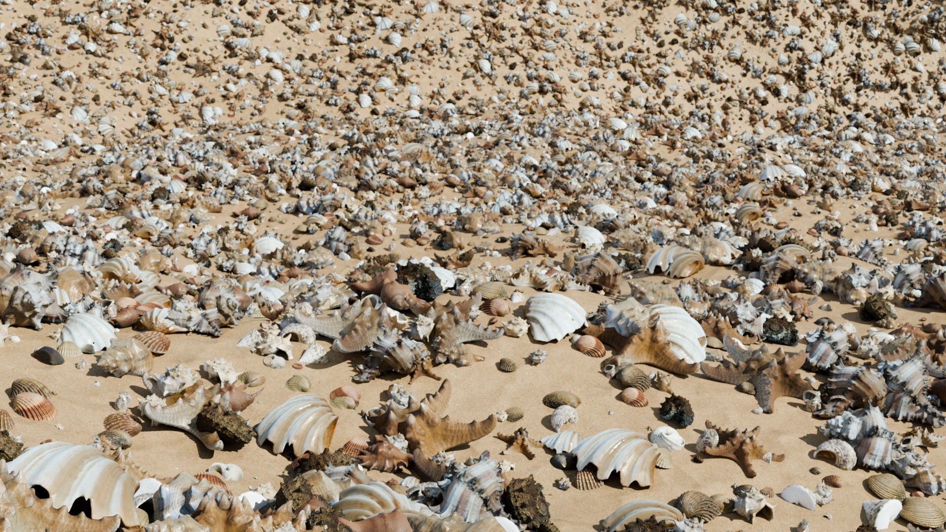 Sea shells Collection Bundle _3