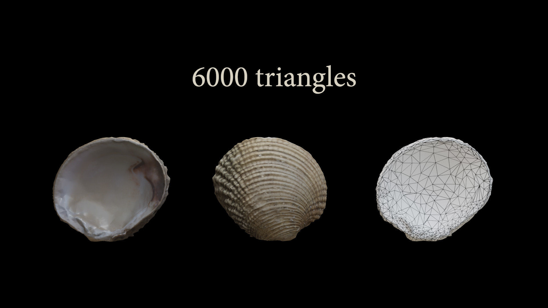 Sea shells Collection Bundle _18