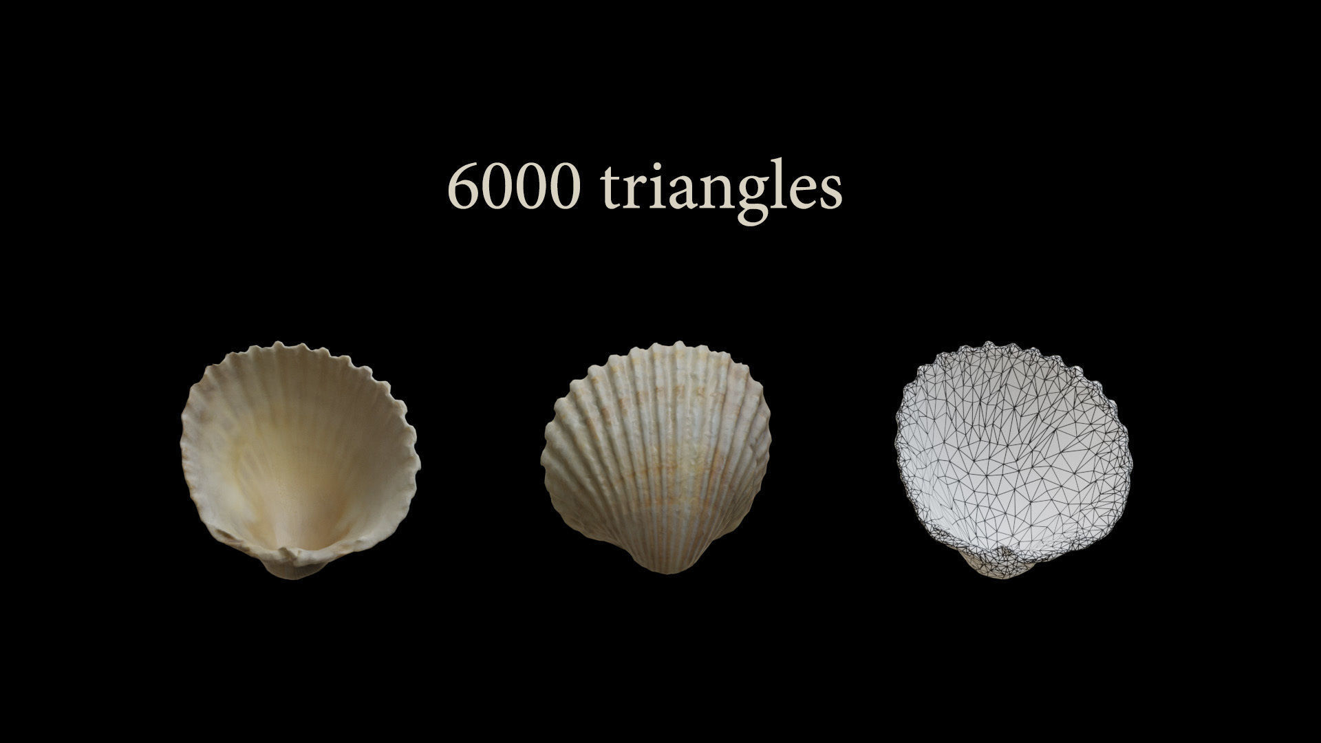 Sea shells Collection Bundle _20