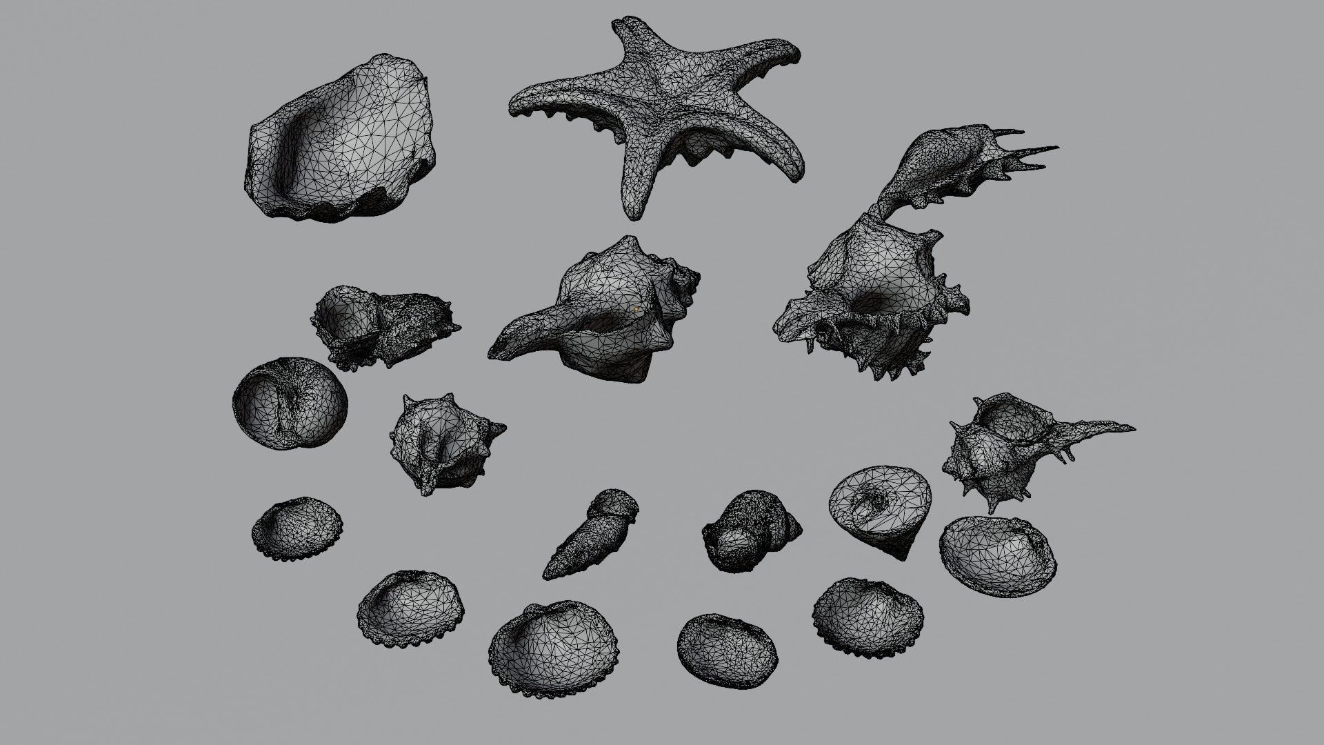 Sea shells Collection Bundle _9