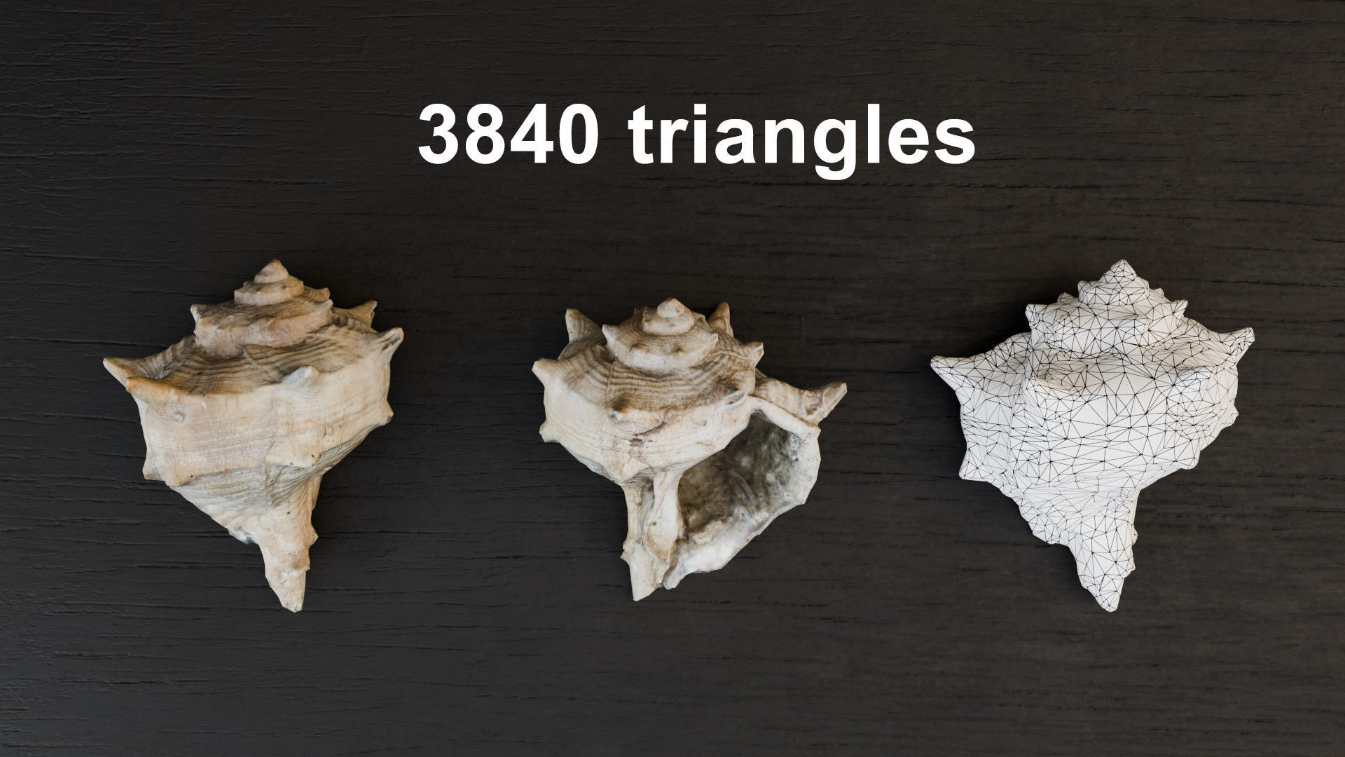 Sea shells Collection Bundle _23