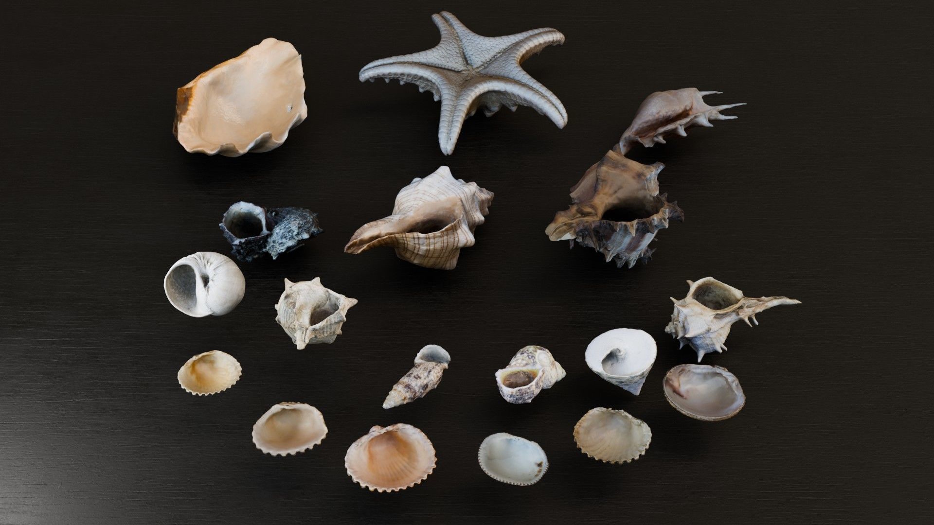 Sea shells Collection Bundle _2