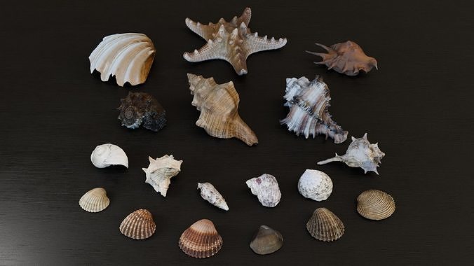 Sea shells Collection Bundle 