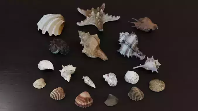 Sea shells Collection Bundle 