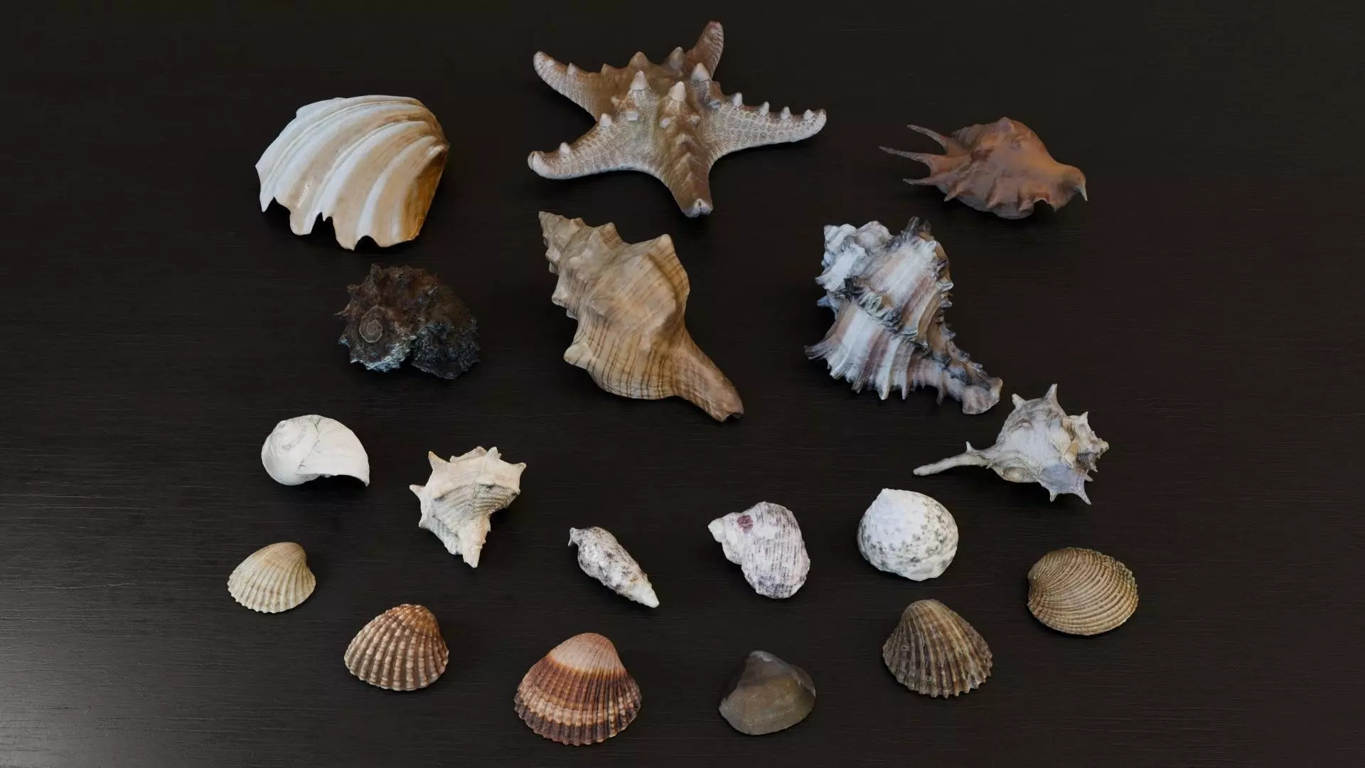 Sea shells Collection Bundle _0