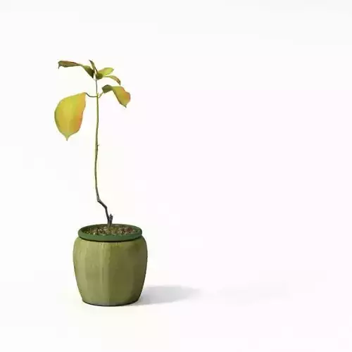 Plant In A Show Pot