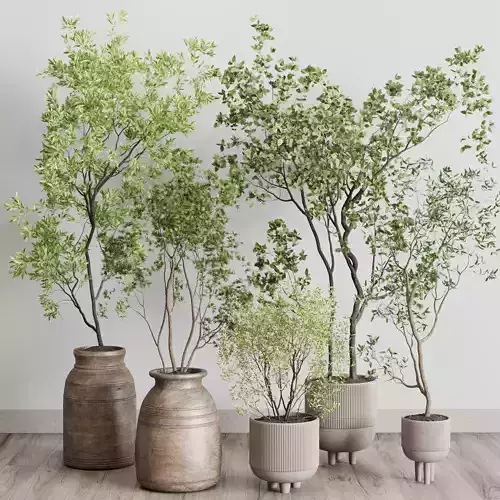 collection indoor plant 227 wood old and concrete vase