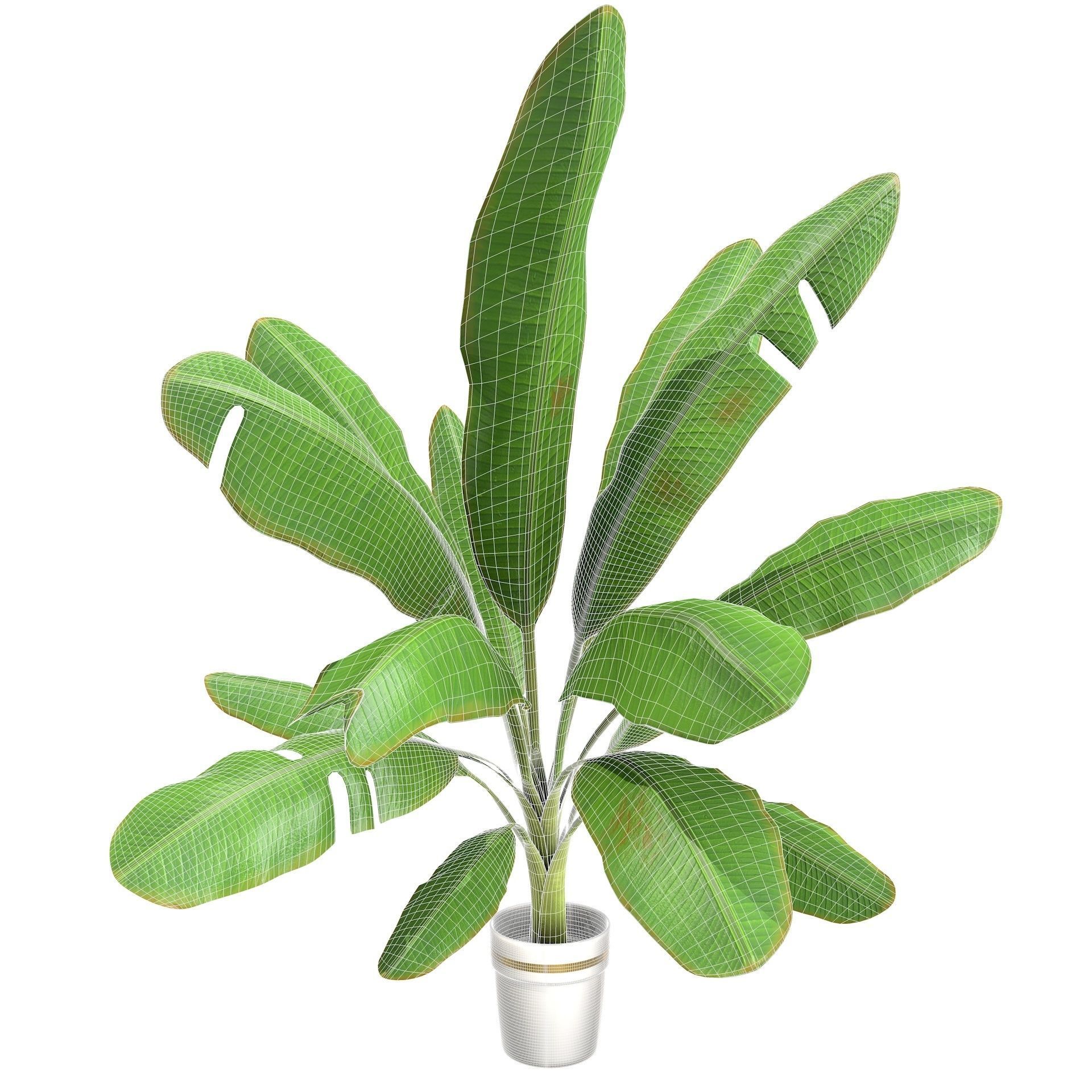 High Poly Banana Palm Musaceae Tree Plant 3D model_8