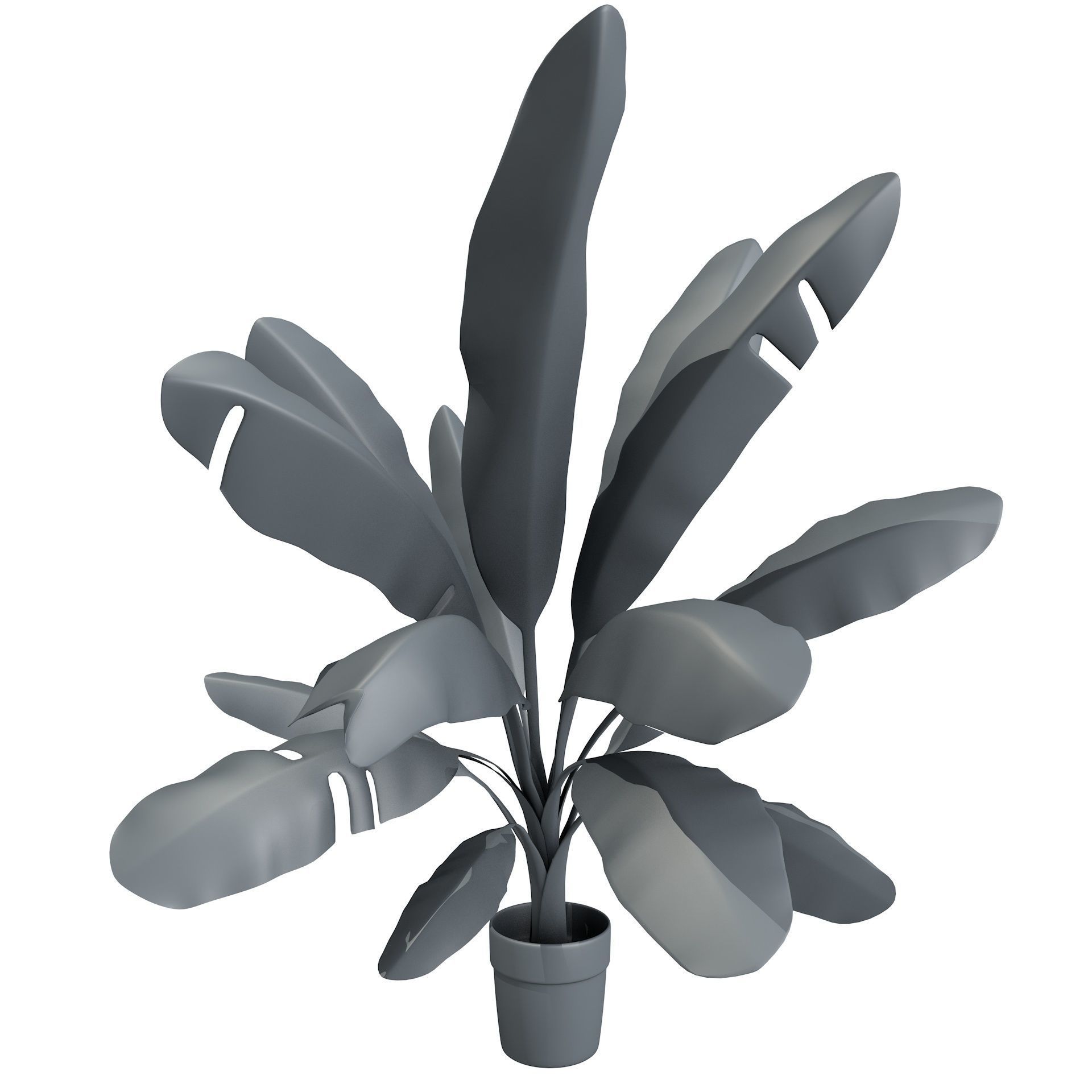 High Poly Banana Palm Musaceae Tree Plant 3D model_10