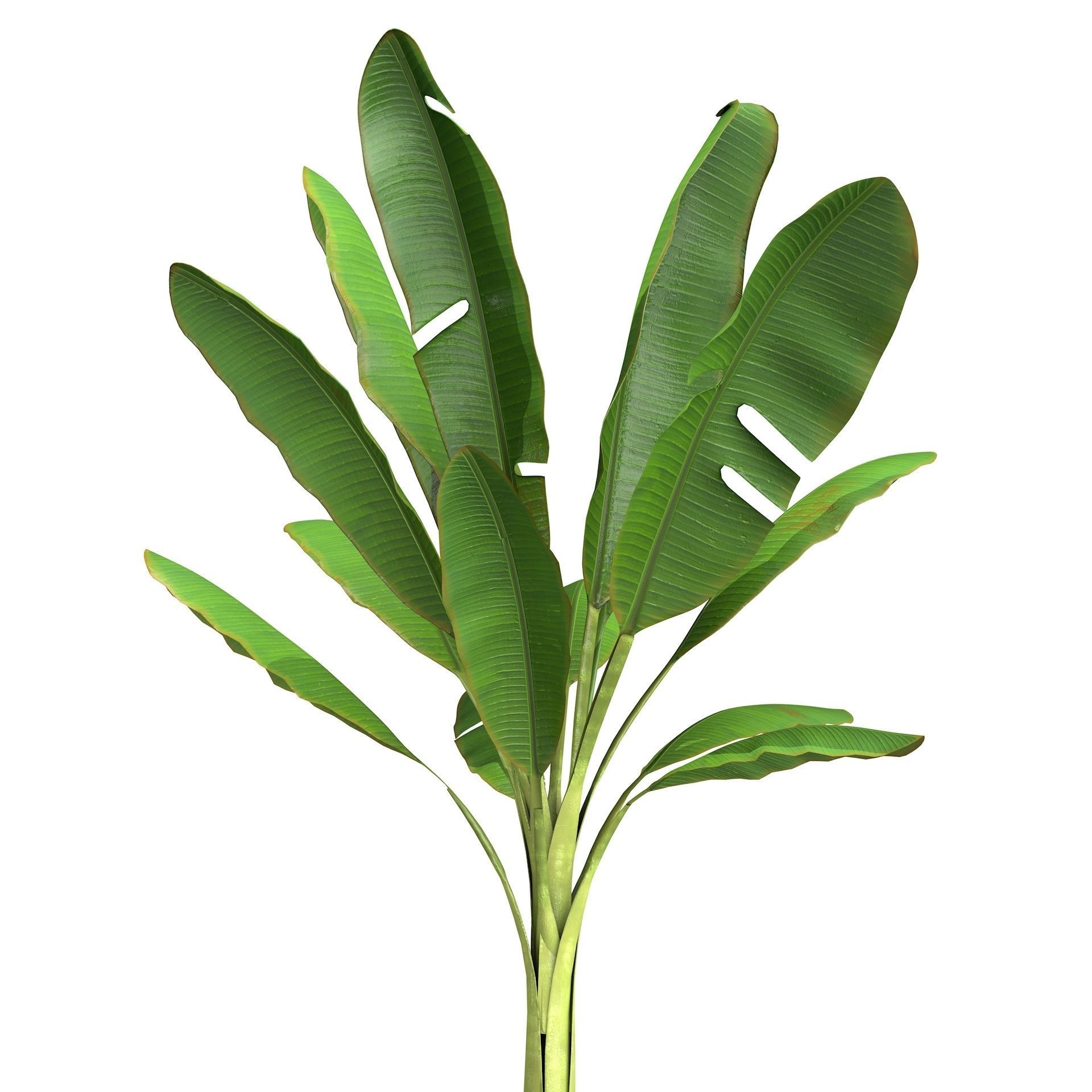 High Poly Banana Palm Musaceae Tree Plant 3D model_4