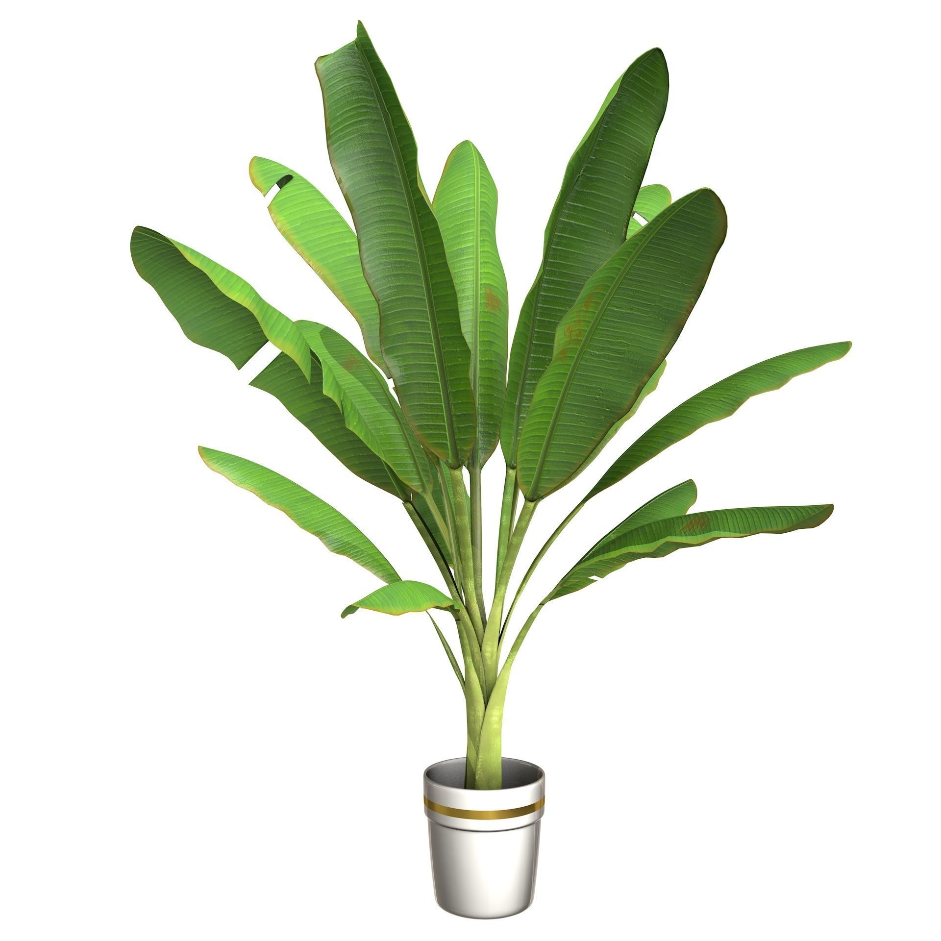High Poly Banana Palm Musaceae Tree Plant 3D model_1
