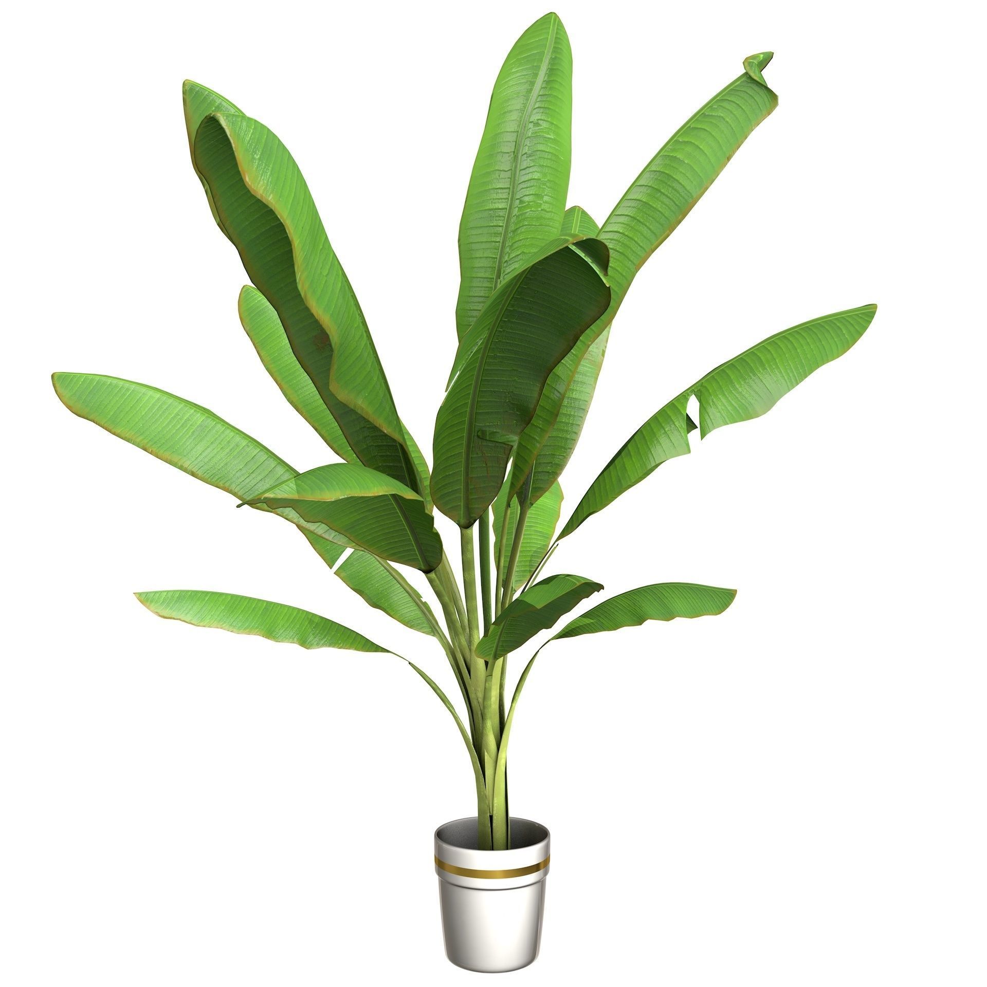 High Poly Banana Palm Musaceae Tree Plant 3D model_2