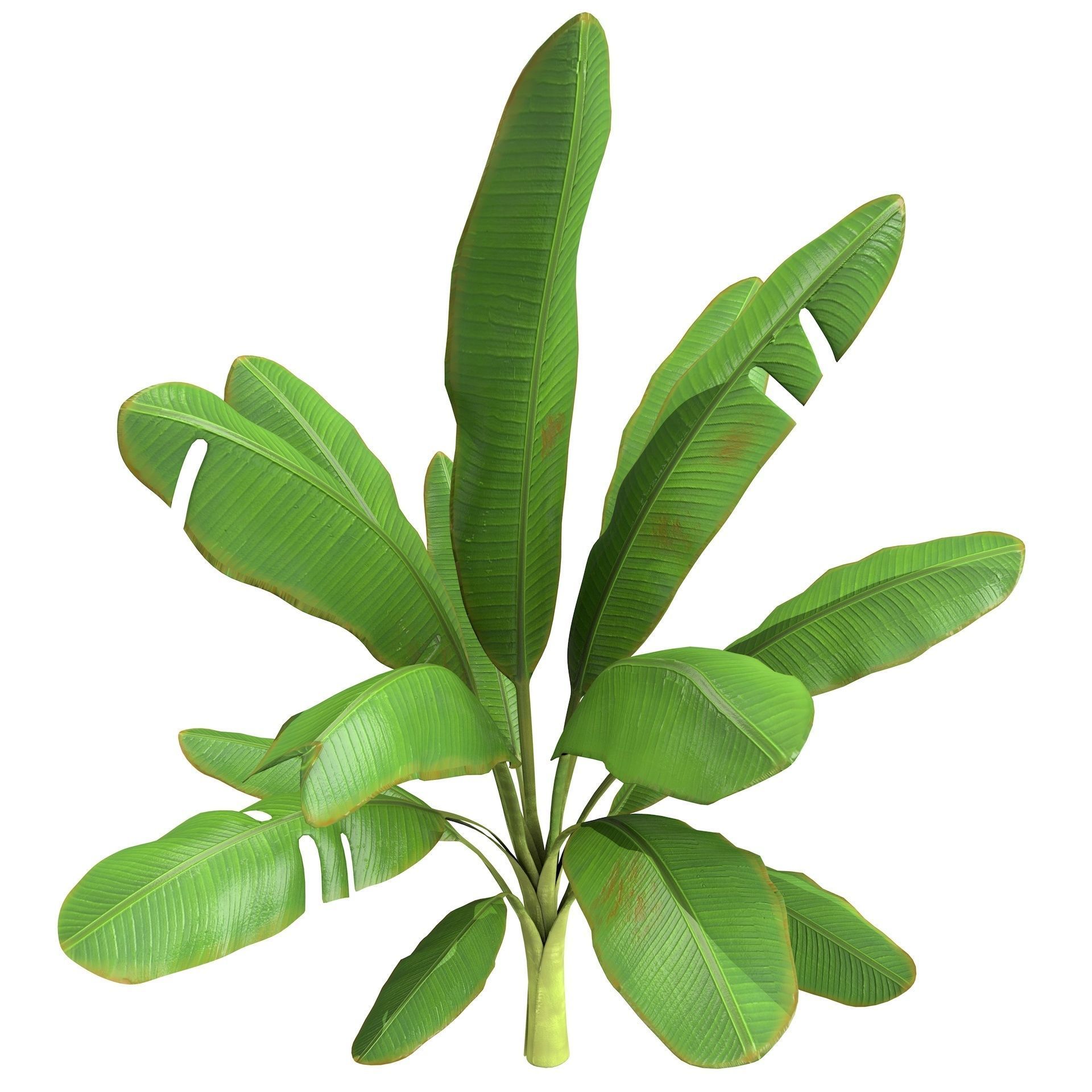 High Poly Banana Palm Musaceae Tree Plant 3D model_5