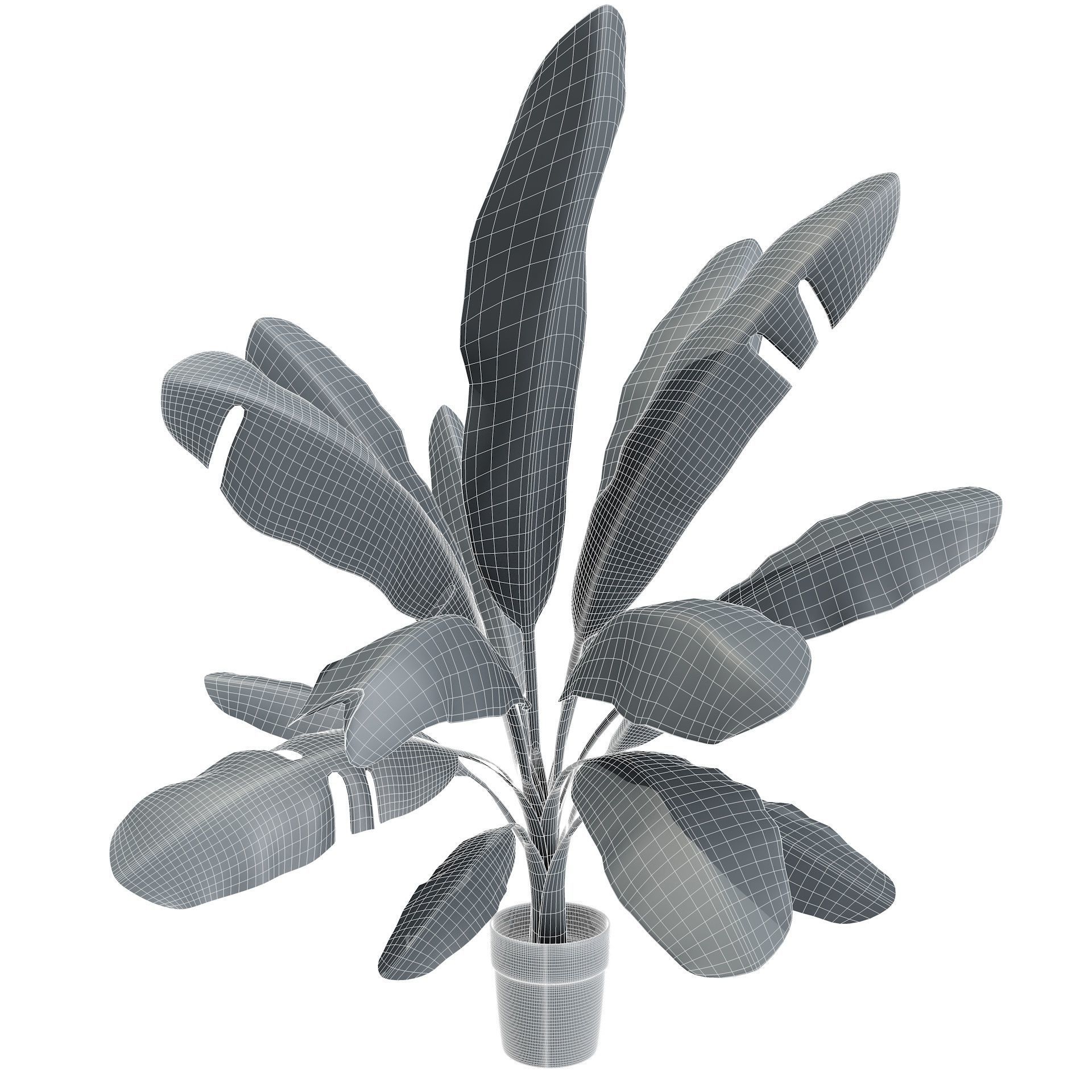 High Poly Banana Palm Musaceae Tree Plant 3D model_9