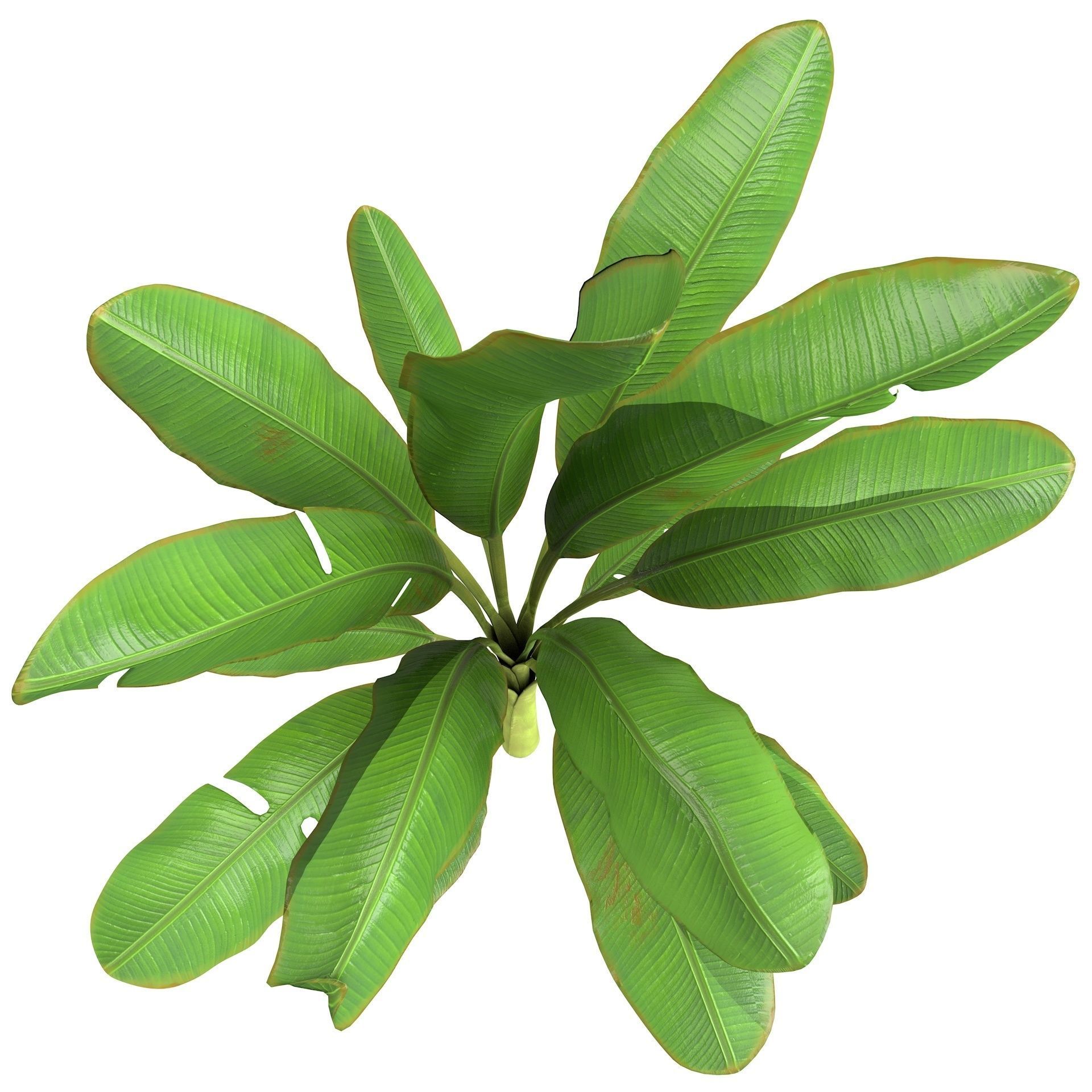 High Poly Banana Palm Musaceae Tree Plant 3D model_6