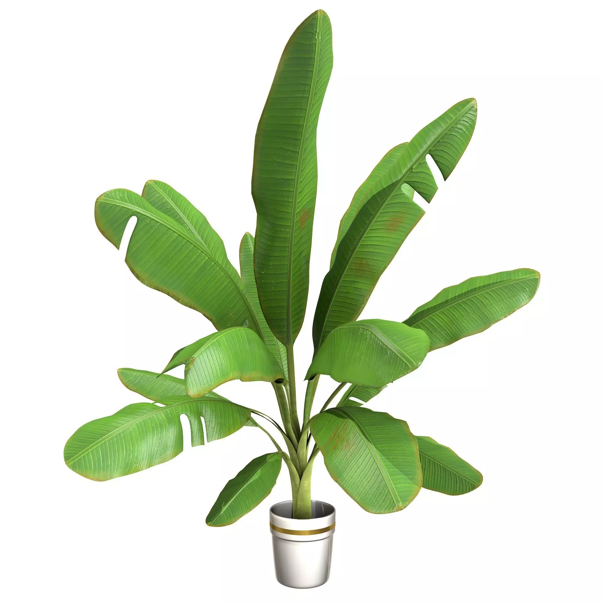 High Poly Banana Palm Musaceae Tree Plant 3D model_0