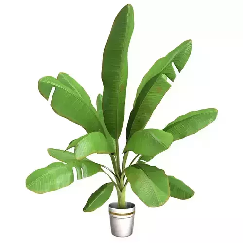  High Poly Banana Palm Musaceae Tree Plant