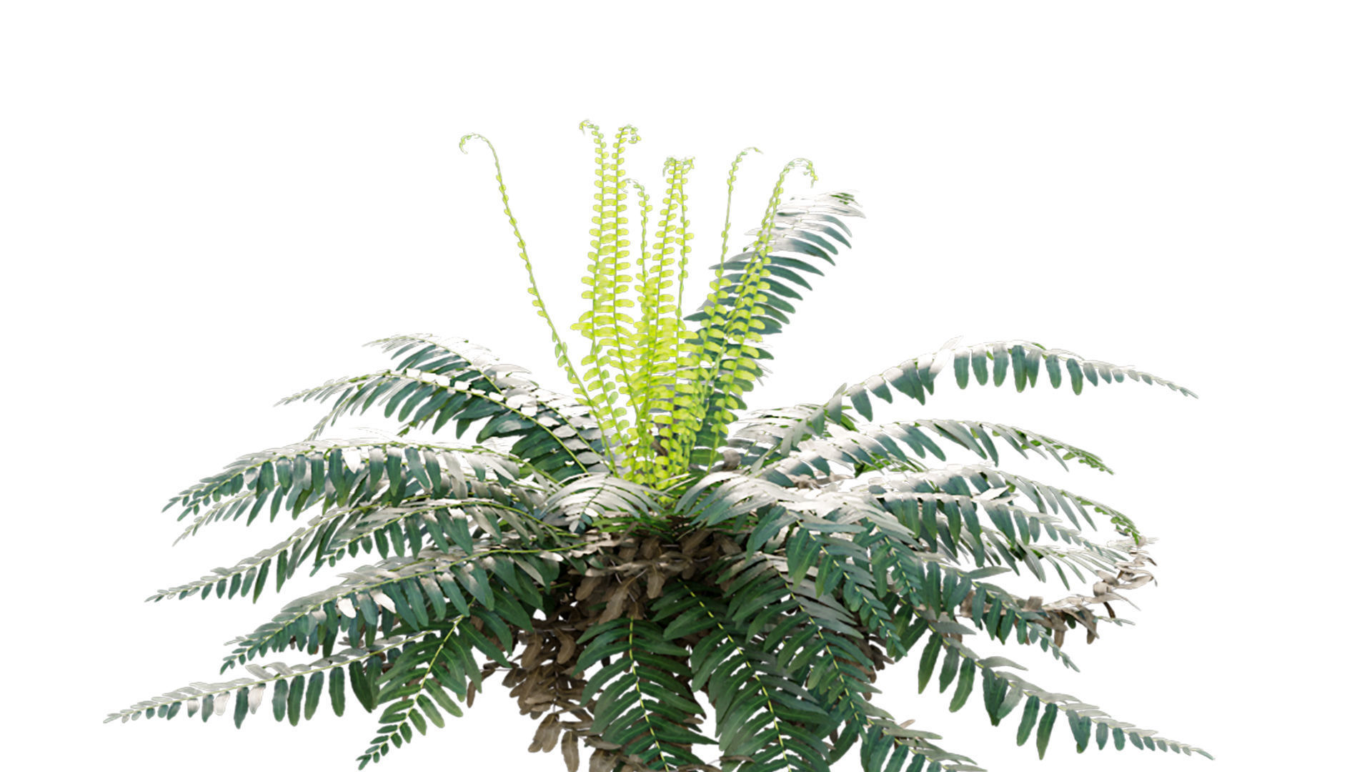 Microlepia strigosa - Fern 3D model_4