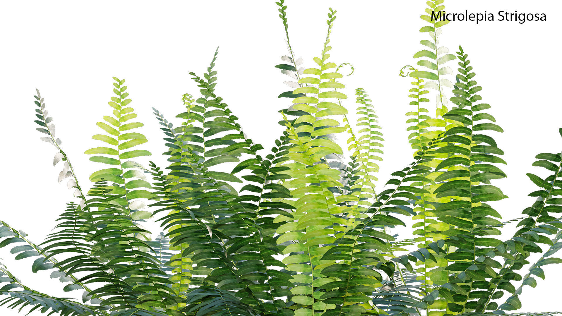 Microlepia strigosa - Fern 3D model_2