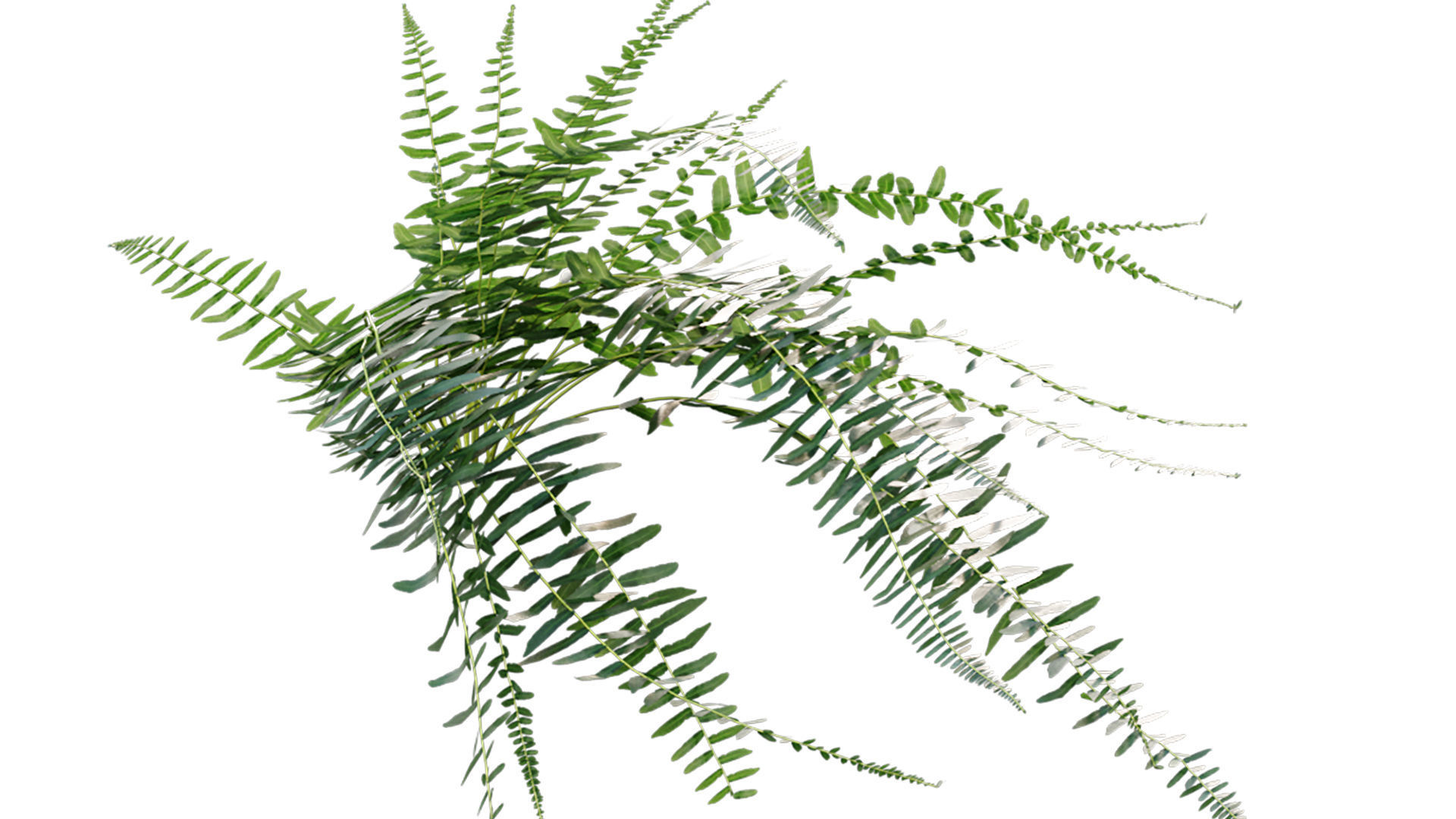 Microlepia strigosa - Fern 3D model_7