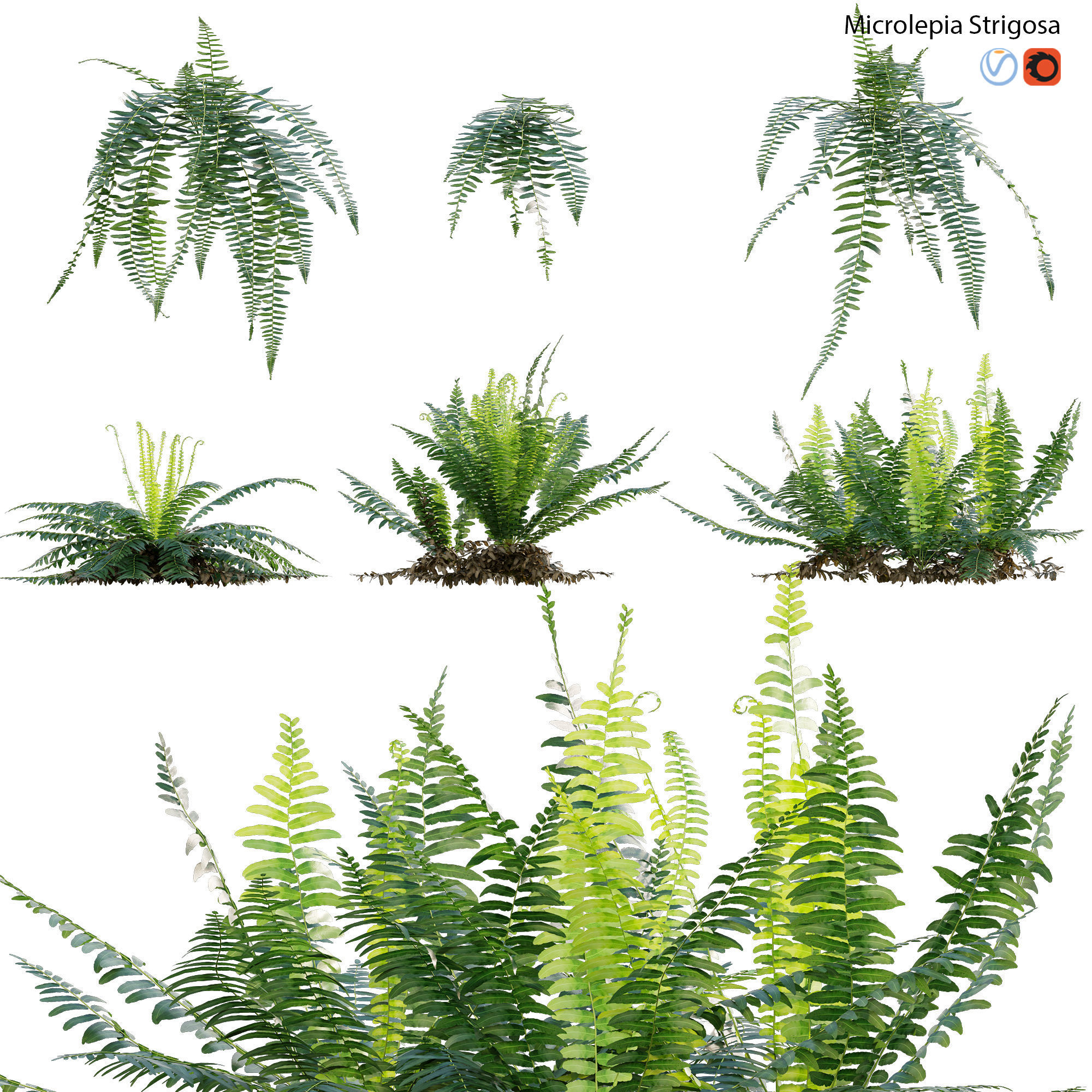 Microlepia strigosa - Fern 3D model_1