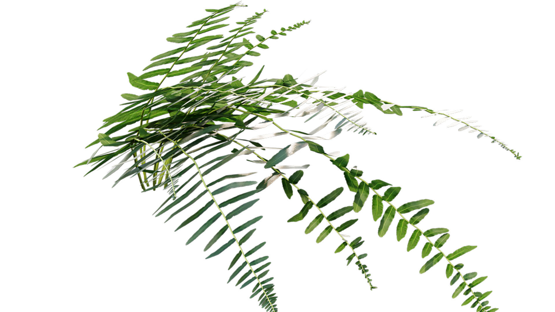 Microlepia strigosa - Fern 3D model_8