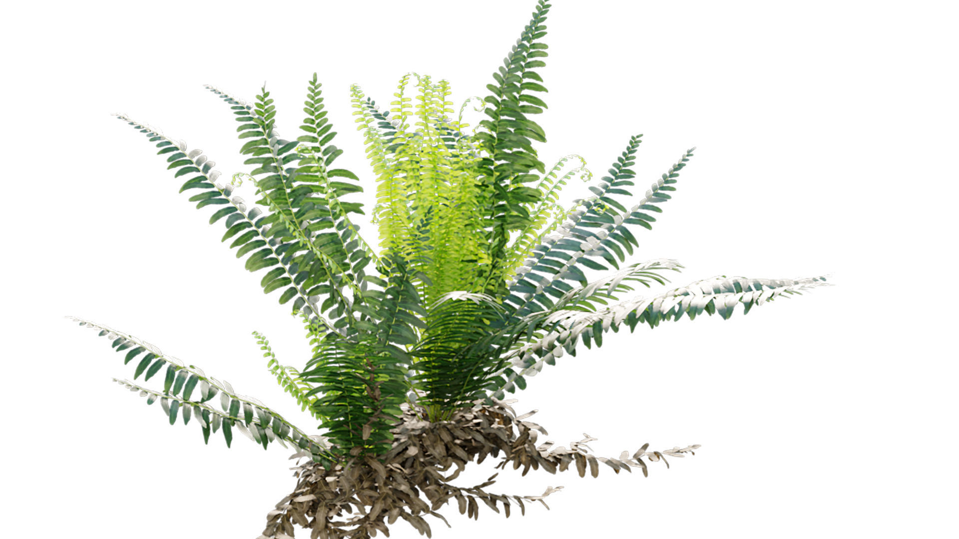 Microlepia strigosa - Fern 3D model_5